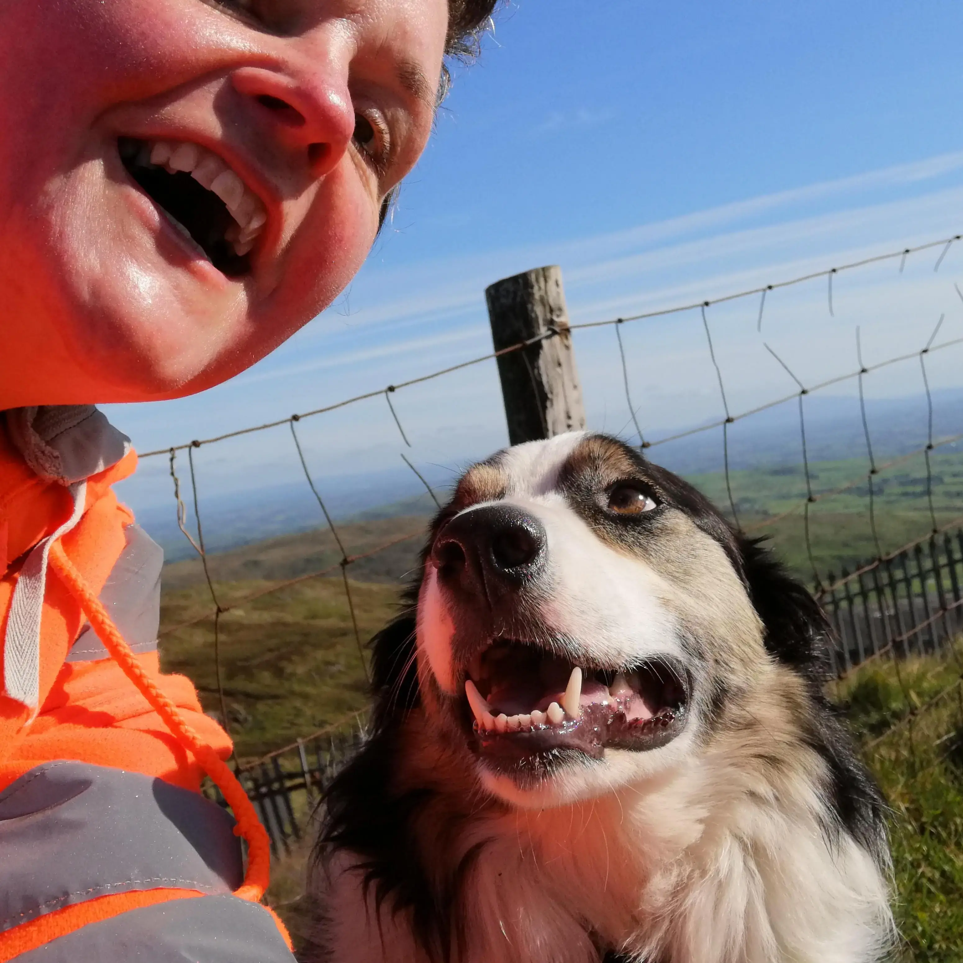 Border Collie