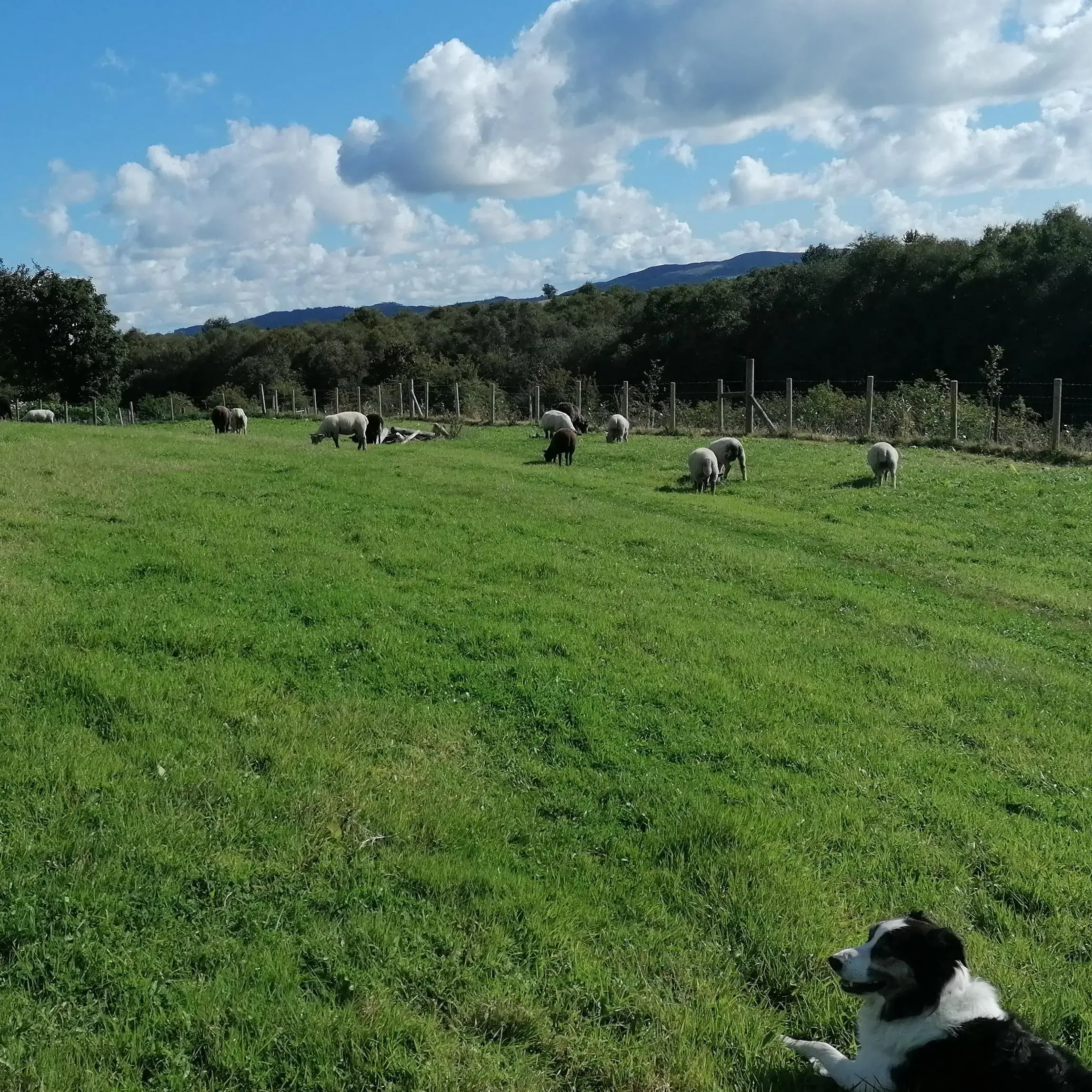 Border Collie