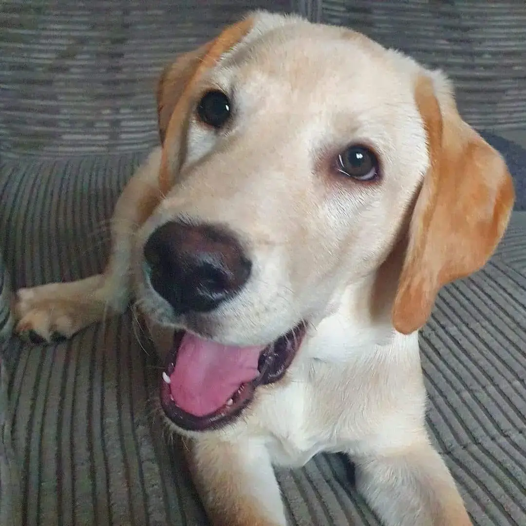 Labrador Retriever