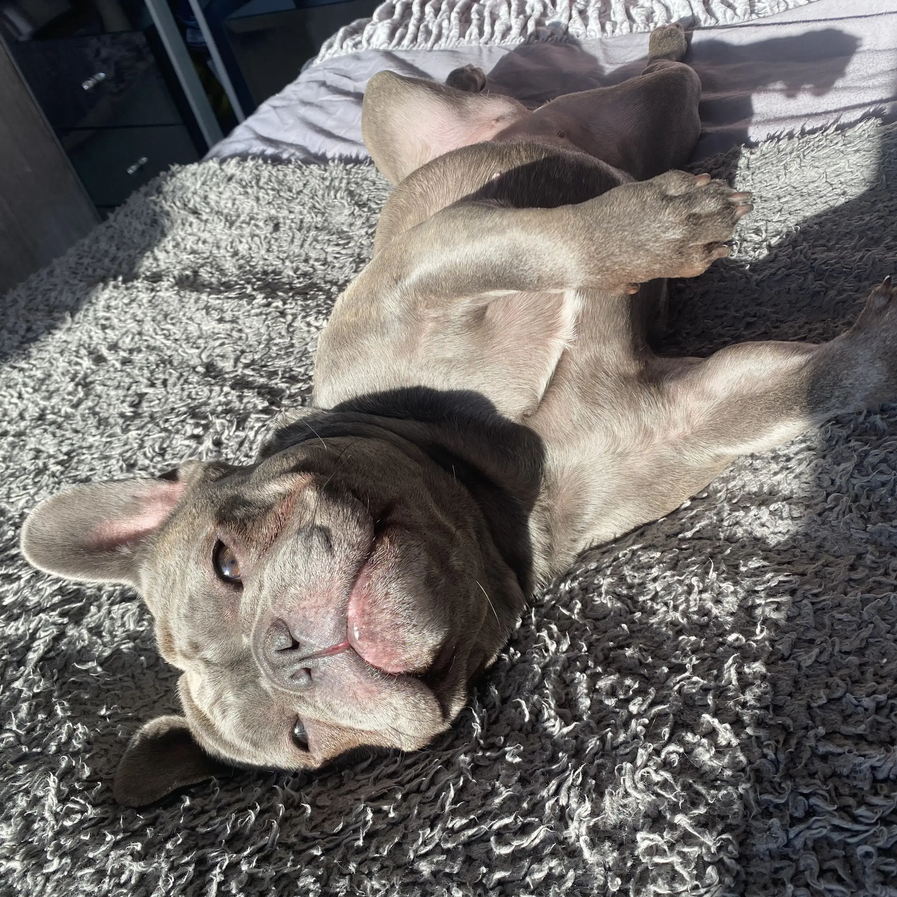 French Bulldog