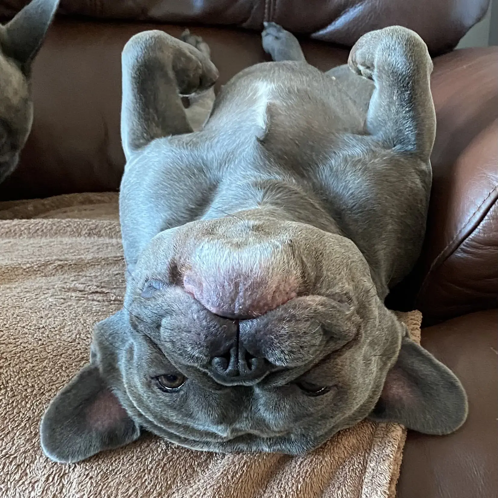 French Bulldog