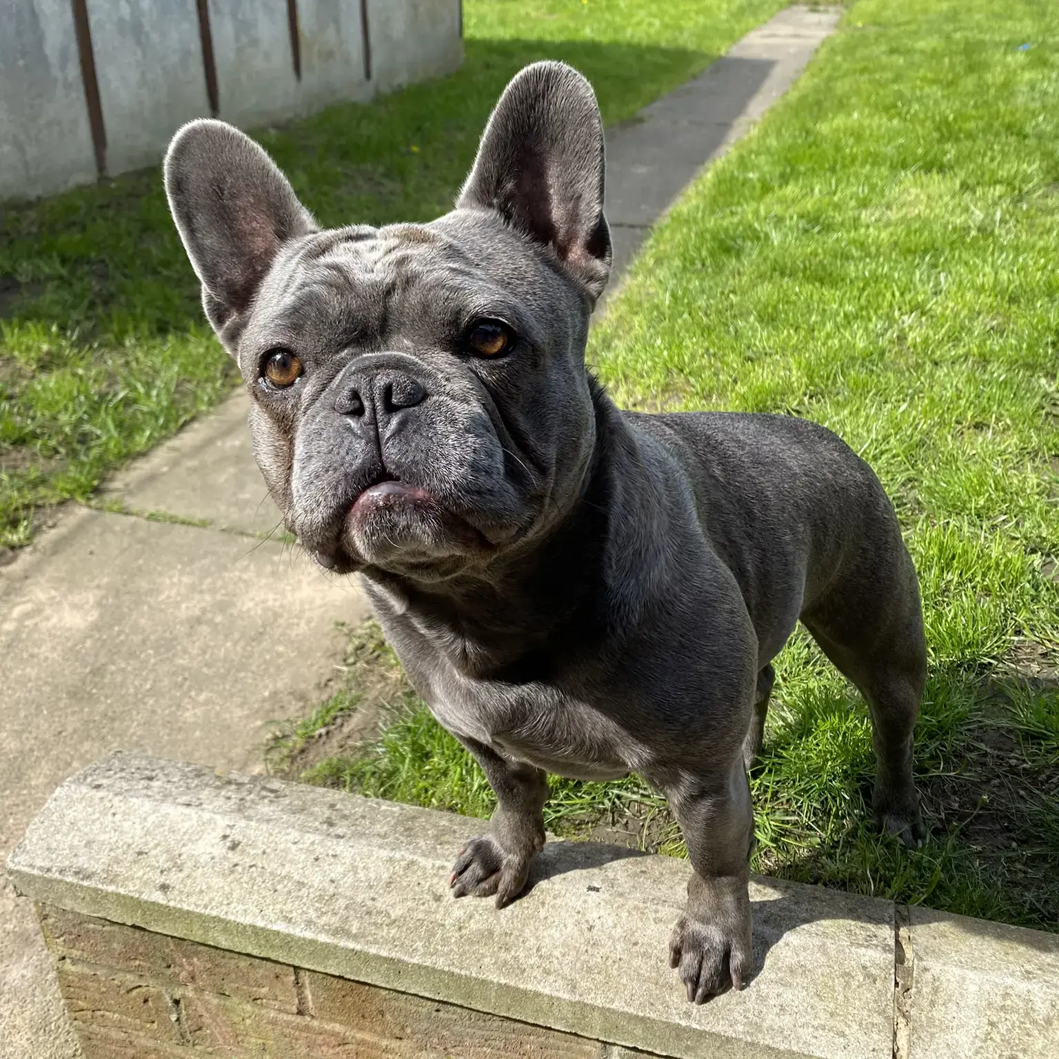French Bulldog