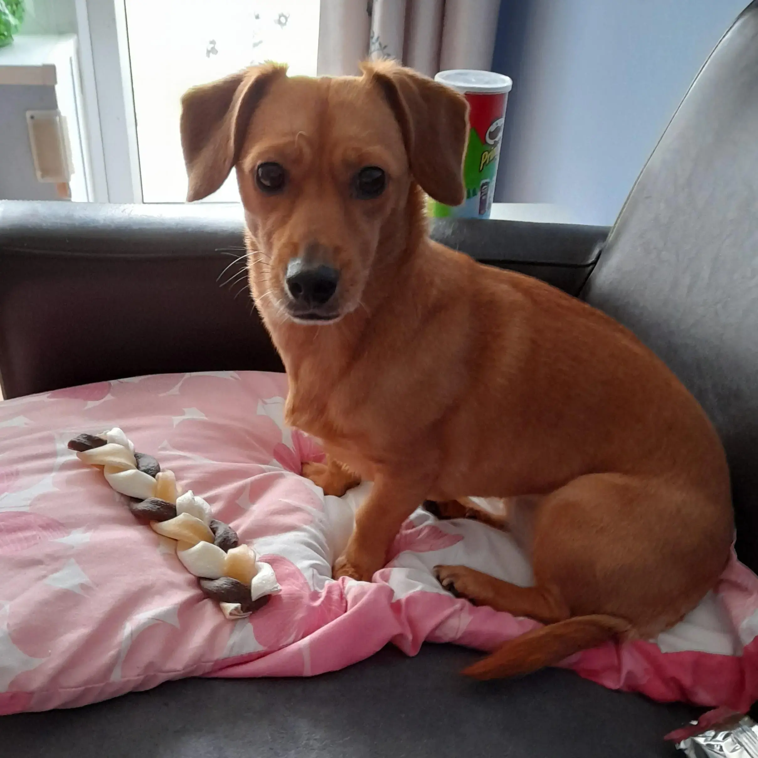 Dachshund (Long-Haired)