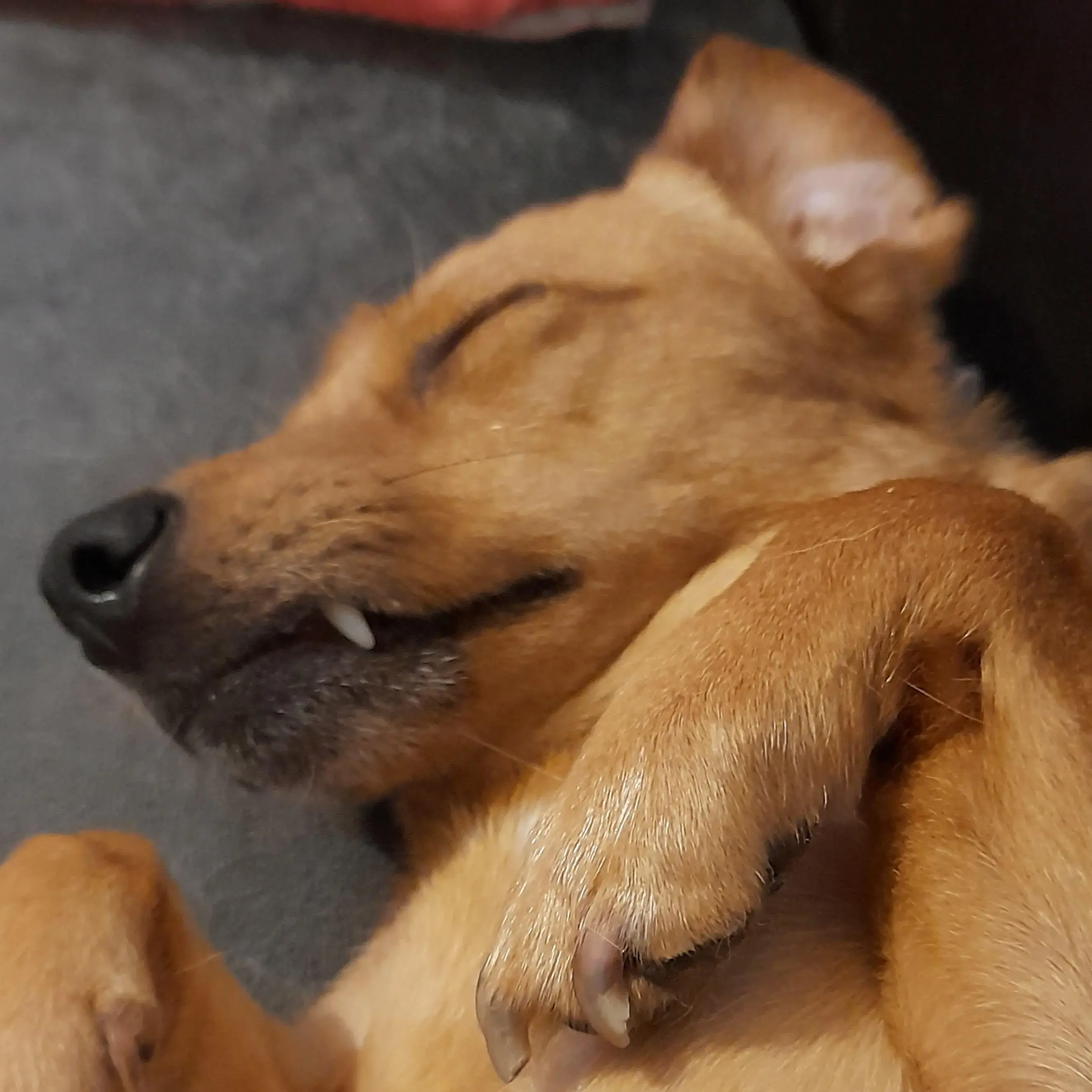 Dachshund (Long-Haired)