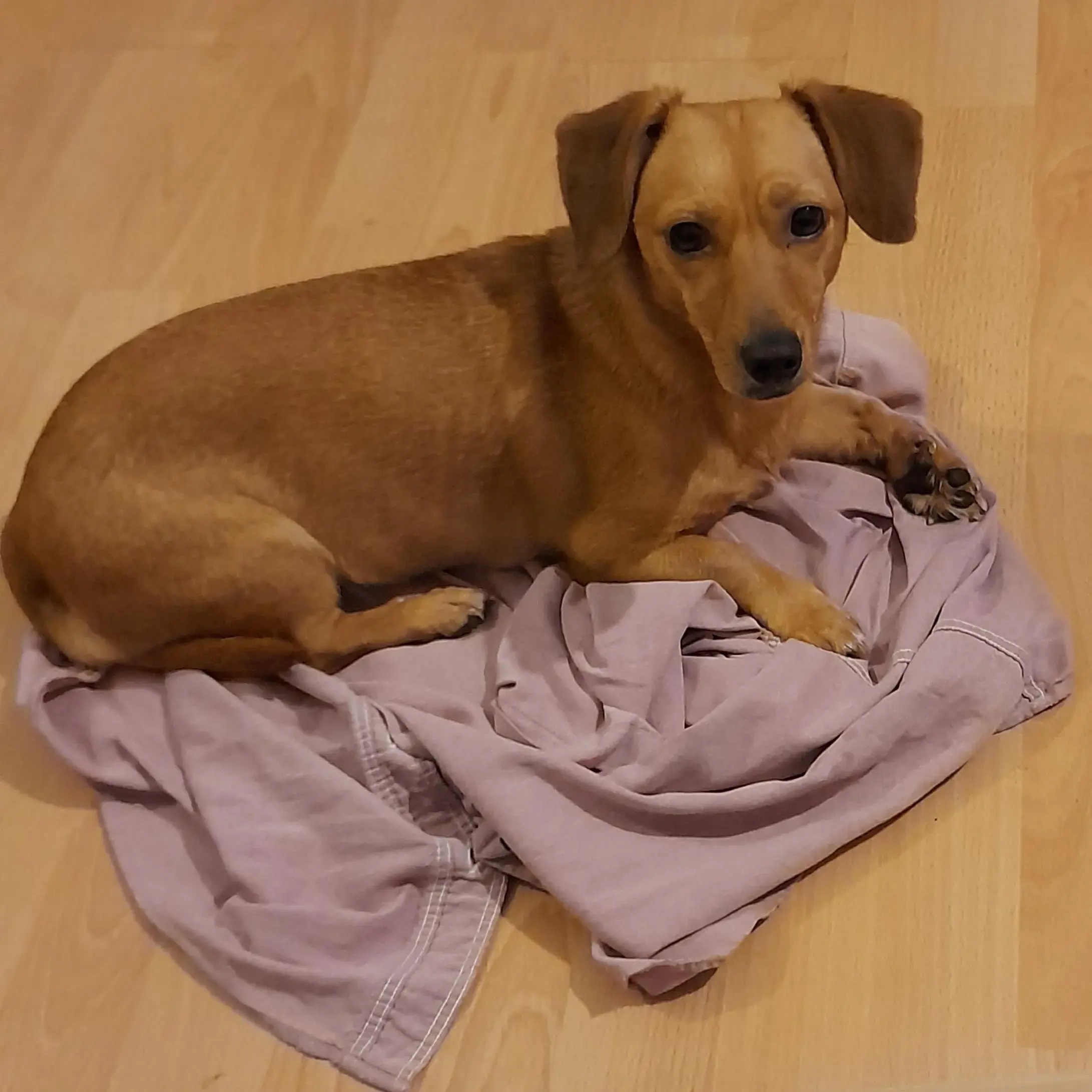 Dachshund (Long-Haired)