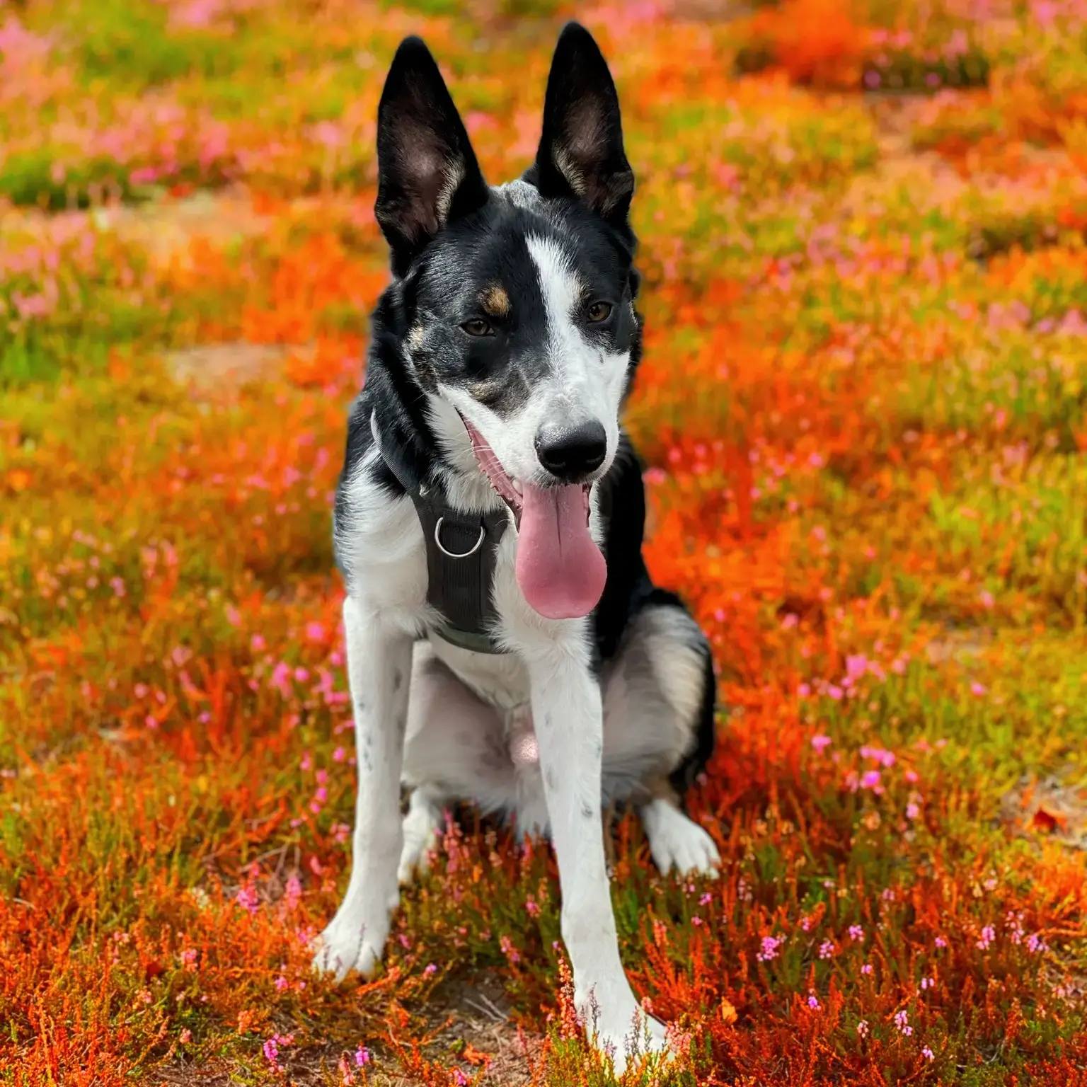 Border Collie
