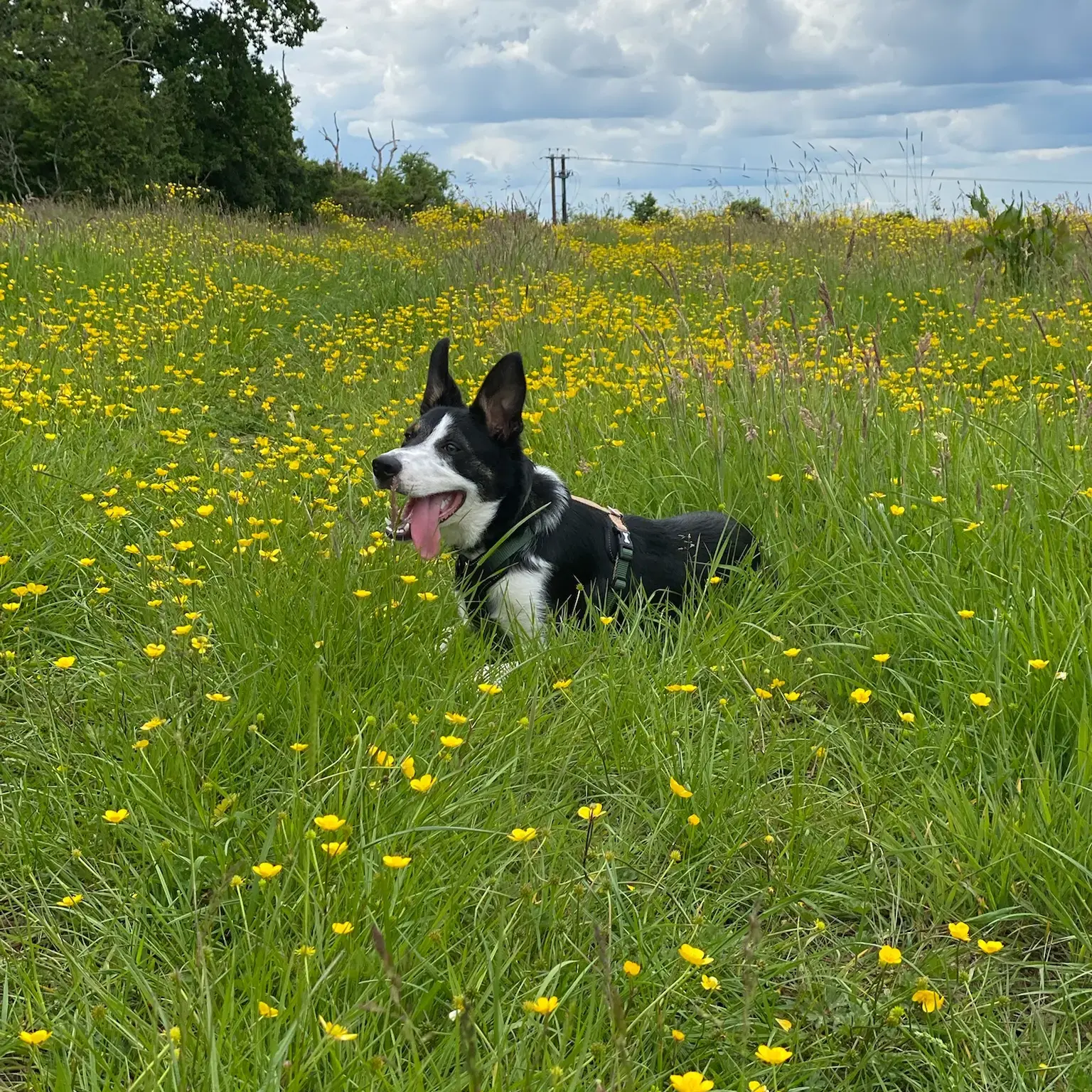 Border Collie