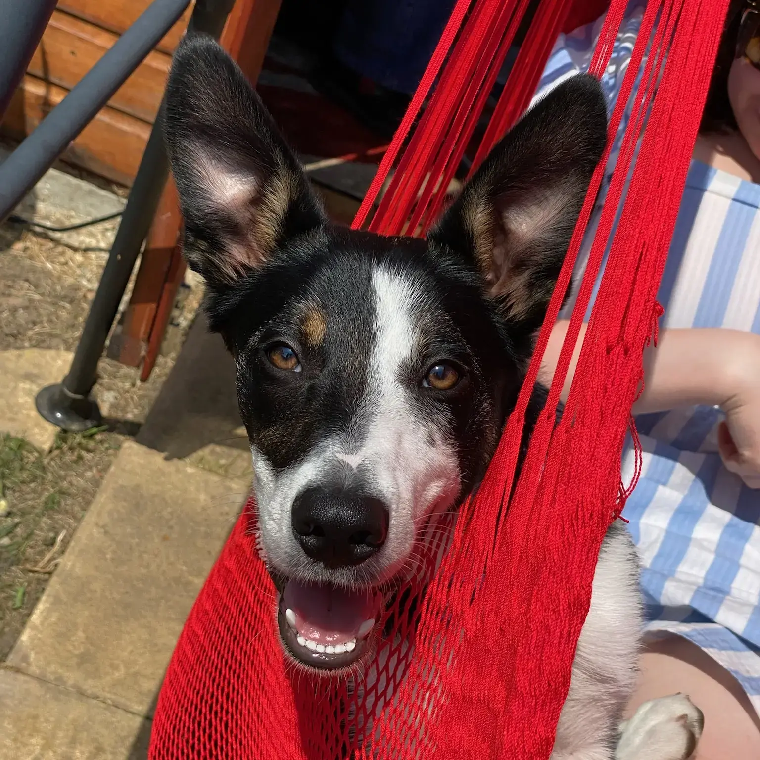 Border Collie