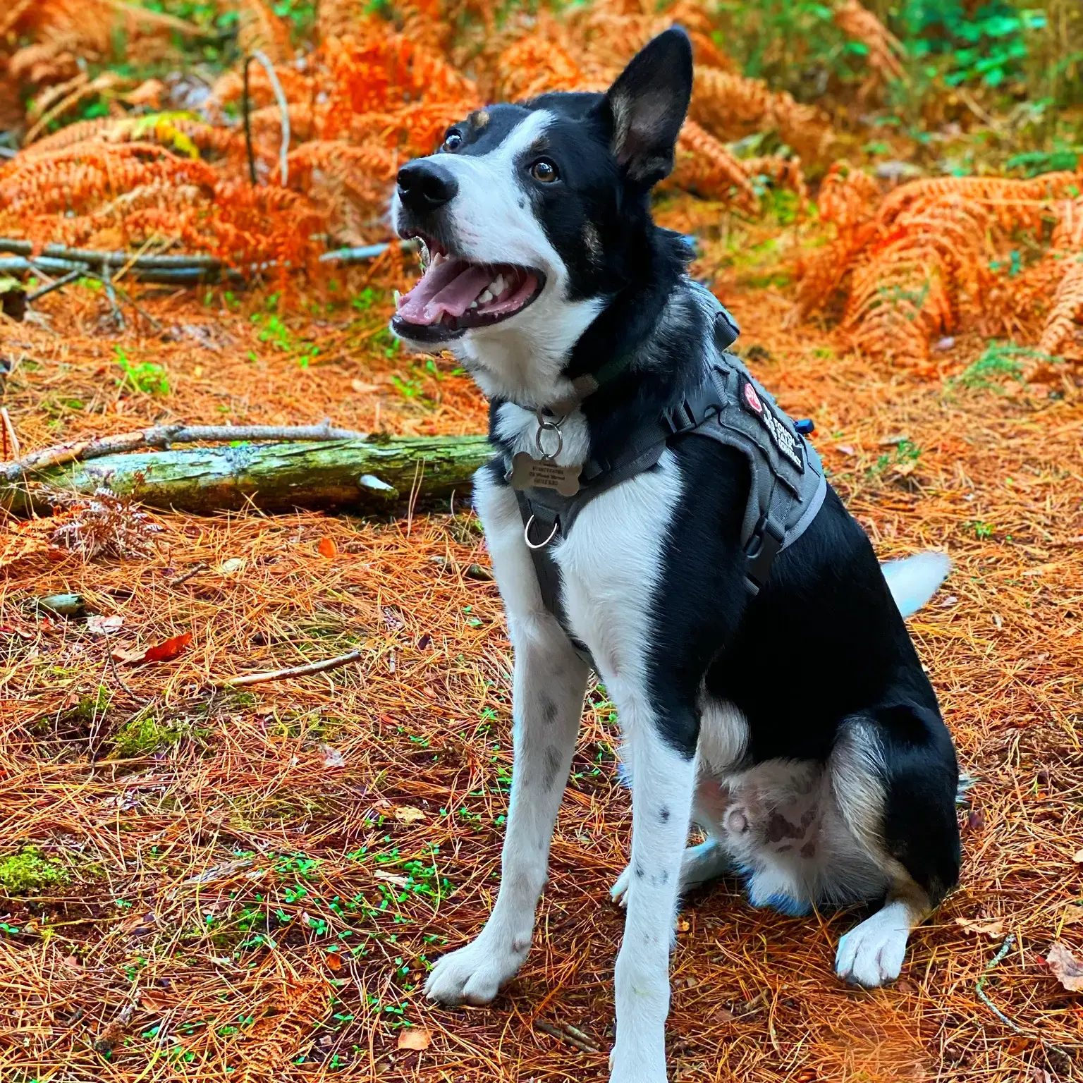 Border Collie
