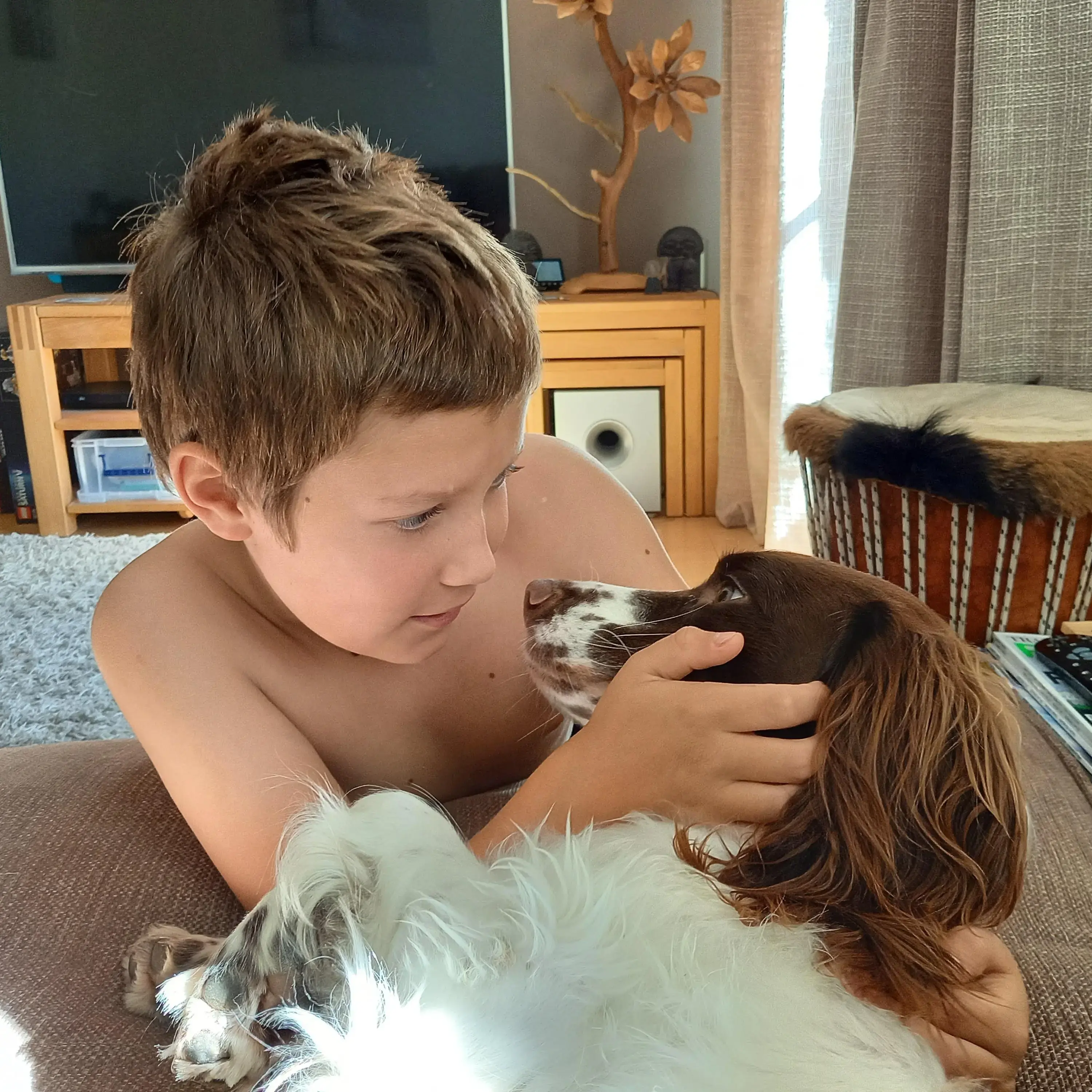 English Springer Spaniel