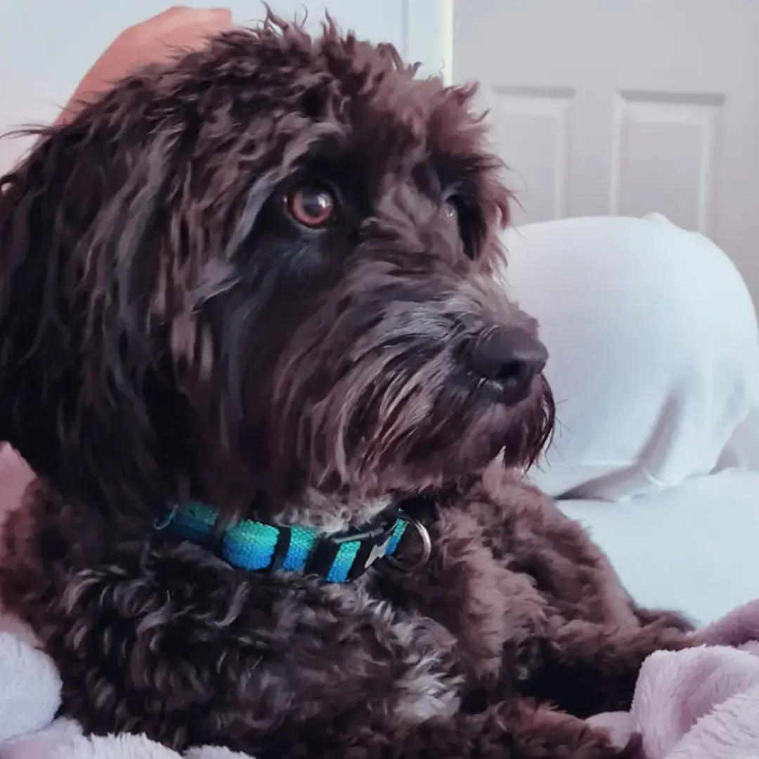Cockapoo