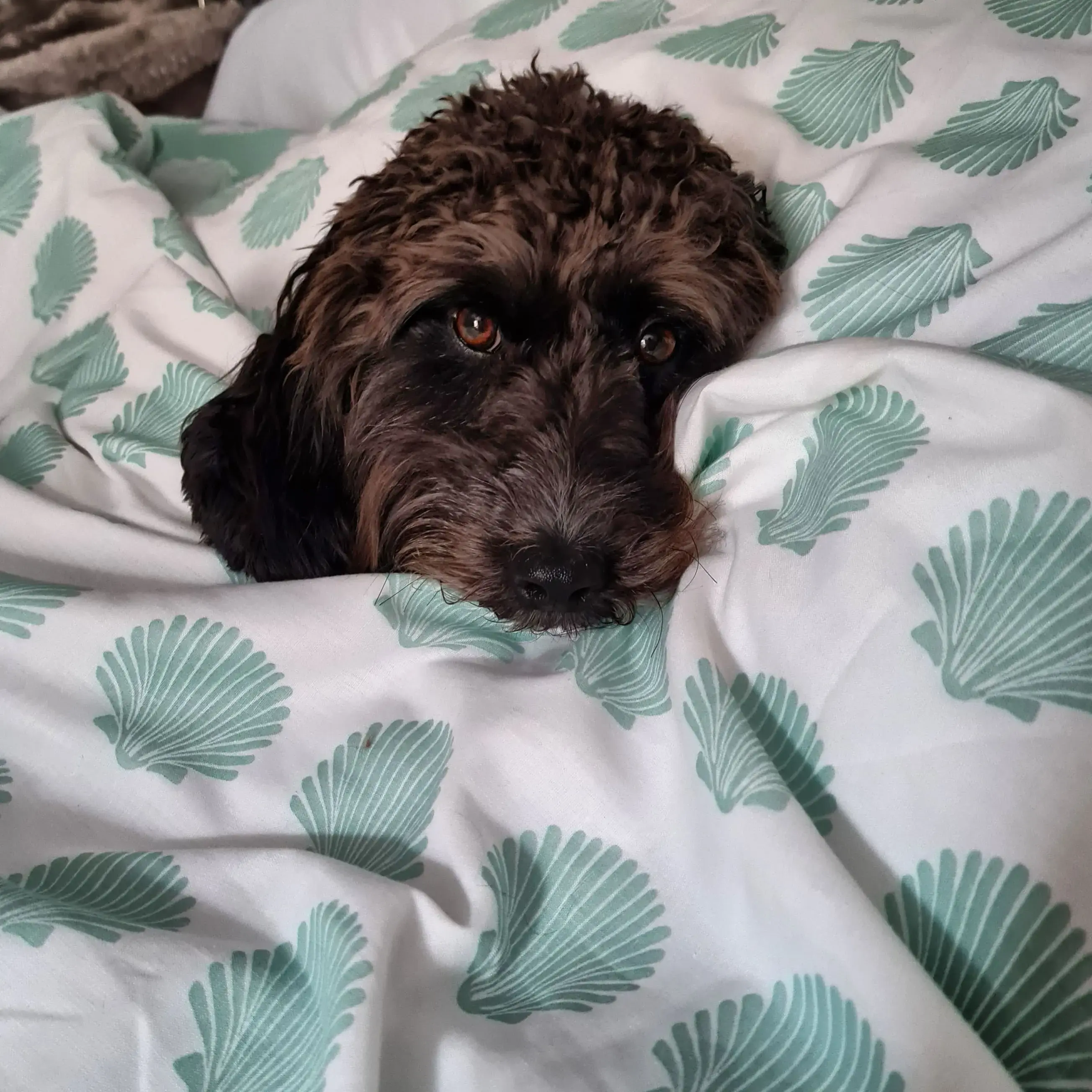 Cockapoo