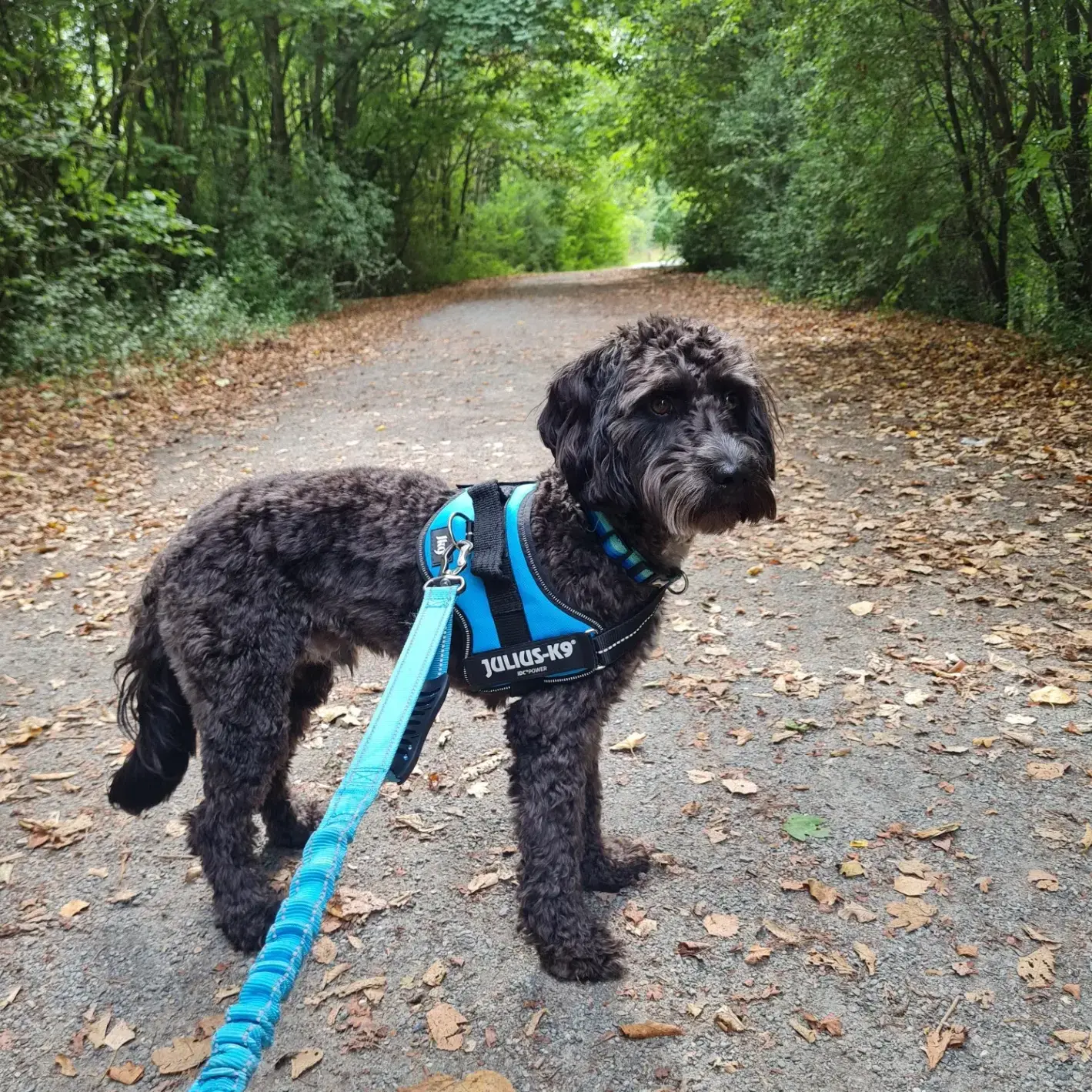 Sooty Cockapoo | Purina UK