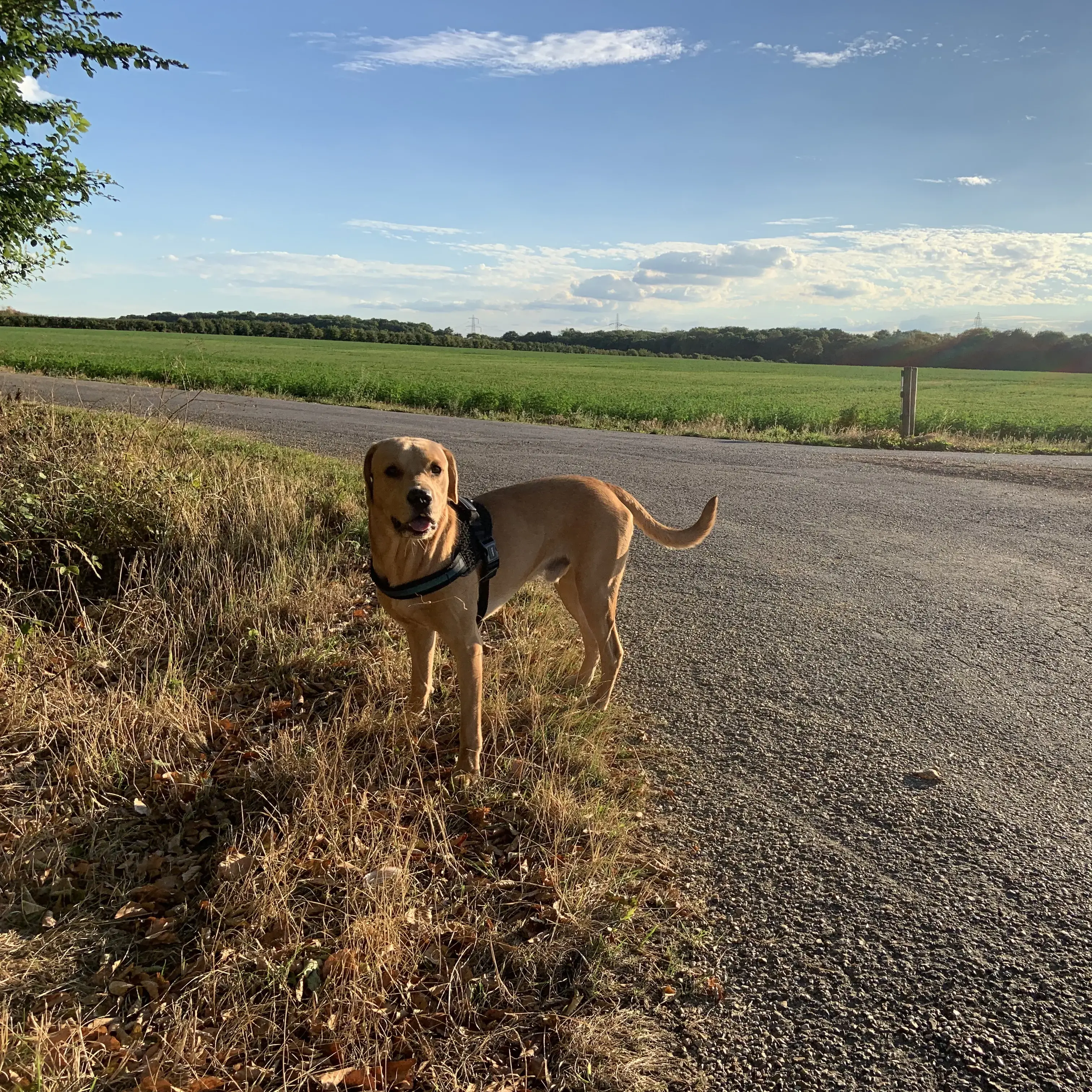 Labrador Retriever