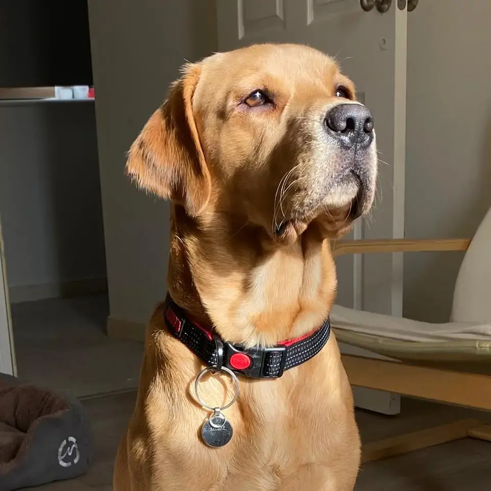 Labrador Retriever