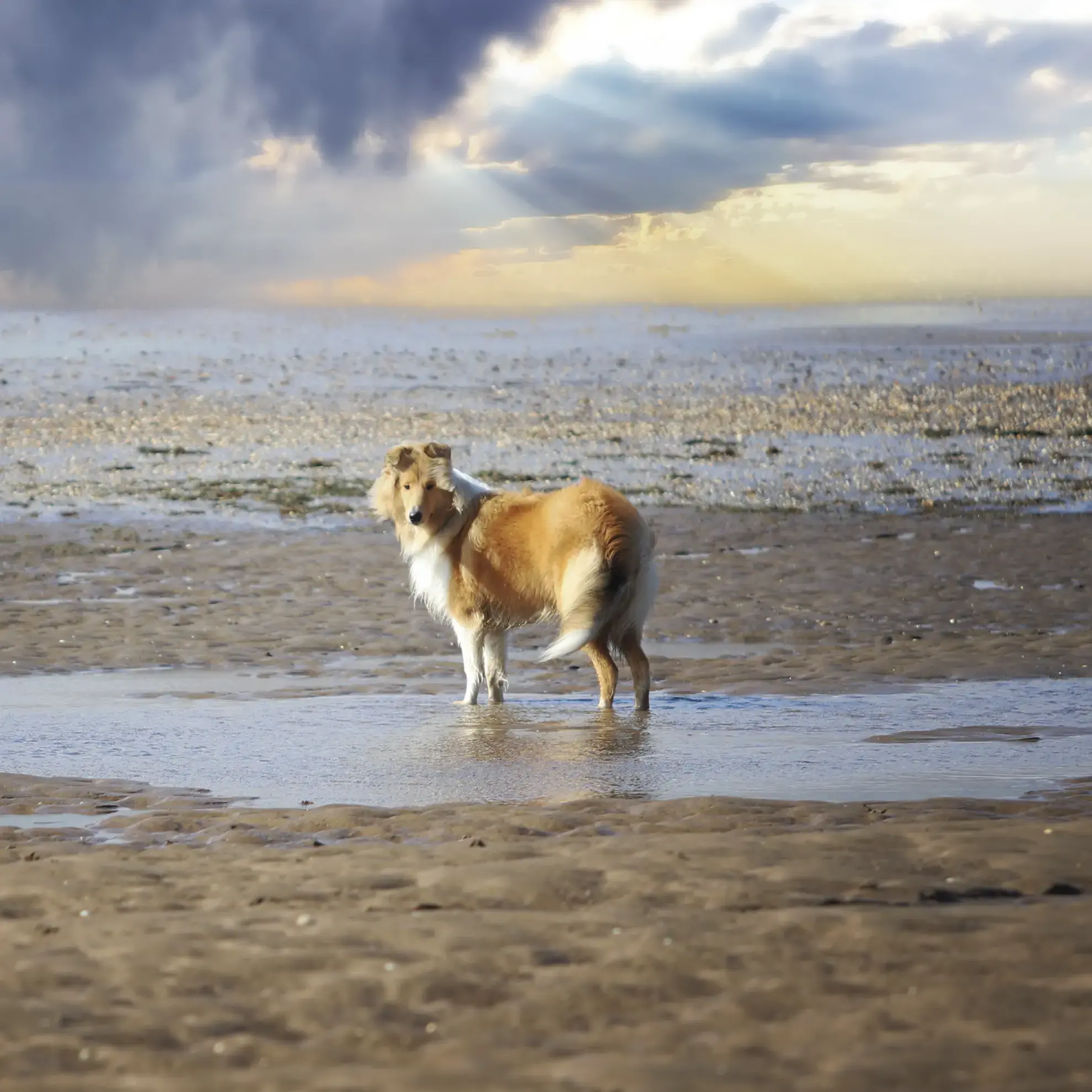Collie (Rough)
