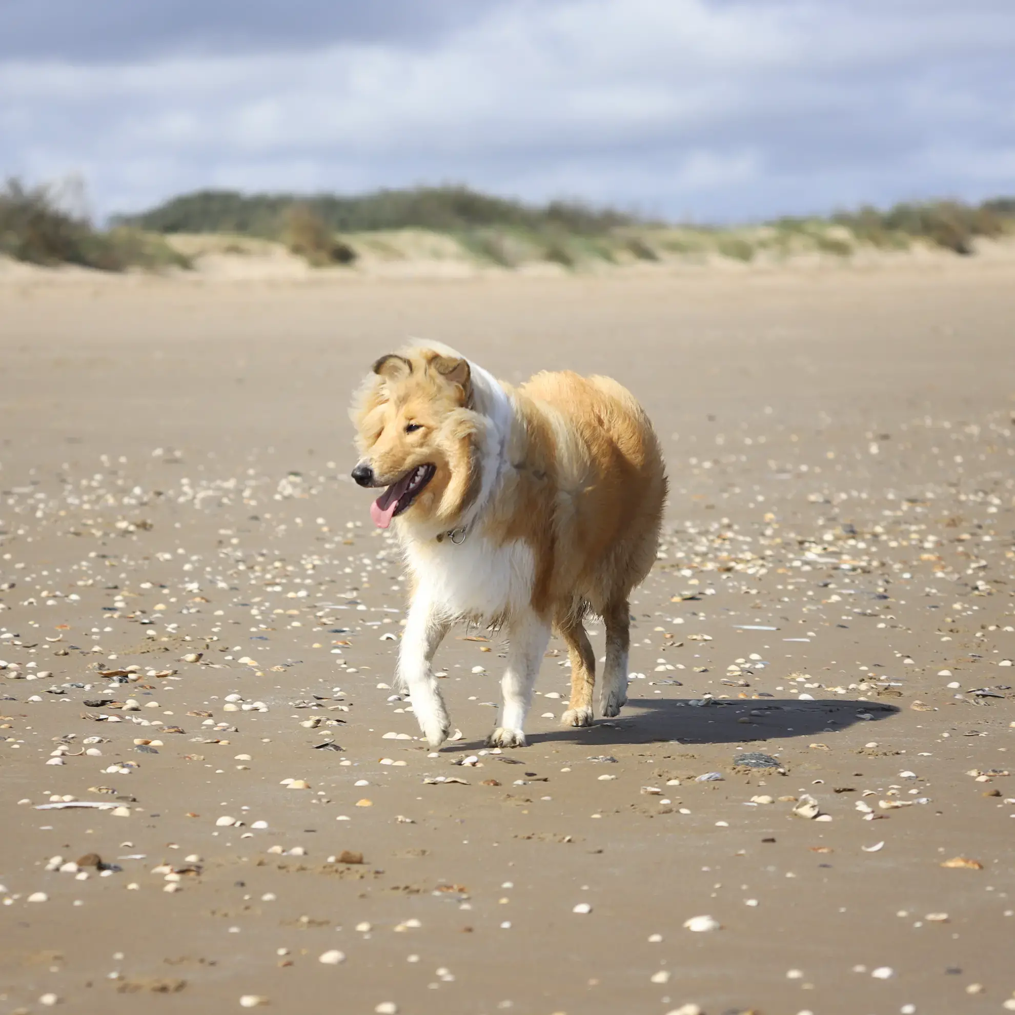 Collie (Rough)
