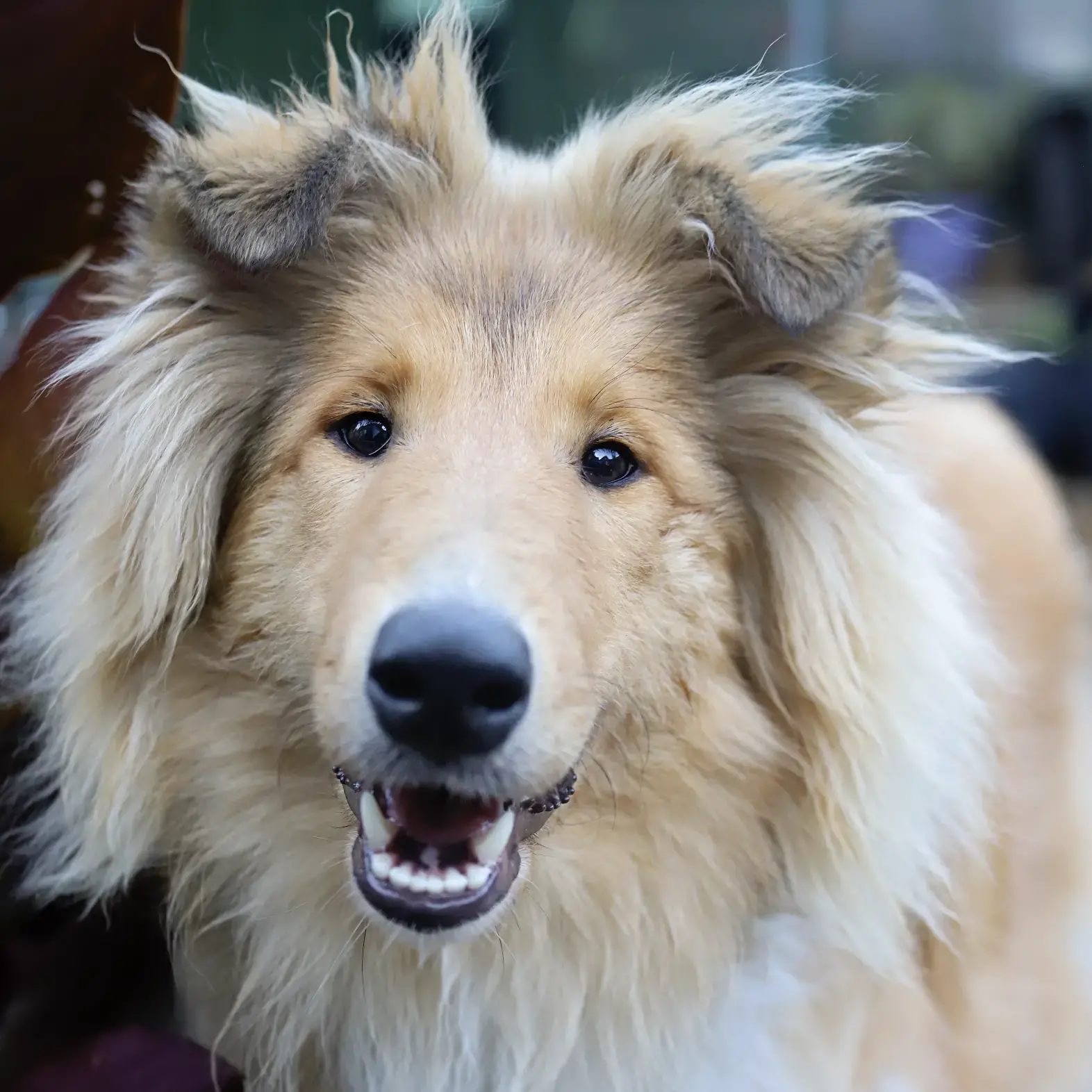 Collie (Rough)