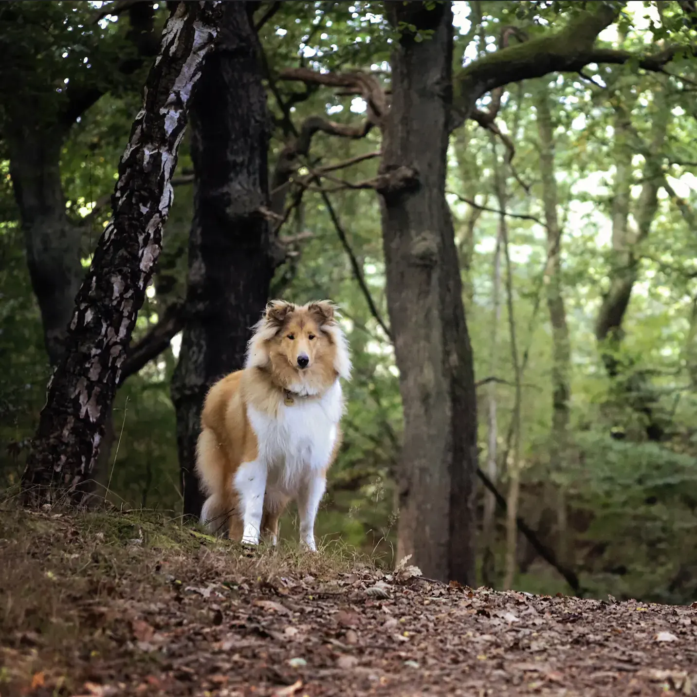 Collie (Rough)
