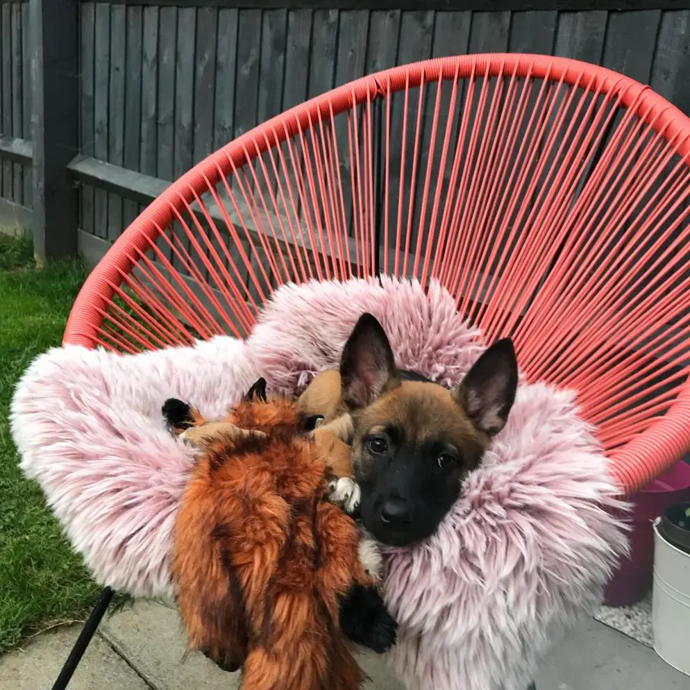 Belgian Shepherd Dog Malinois