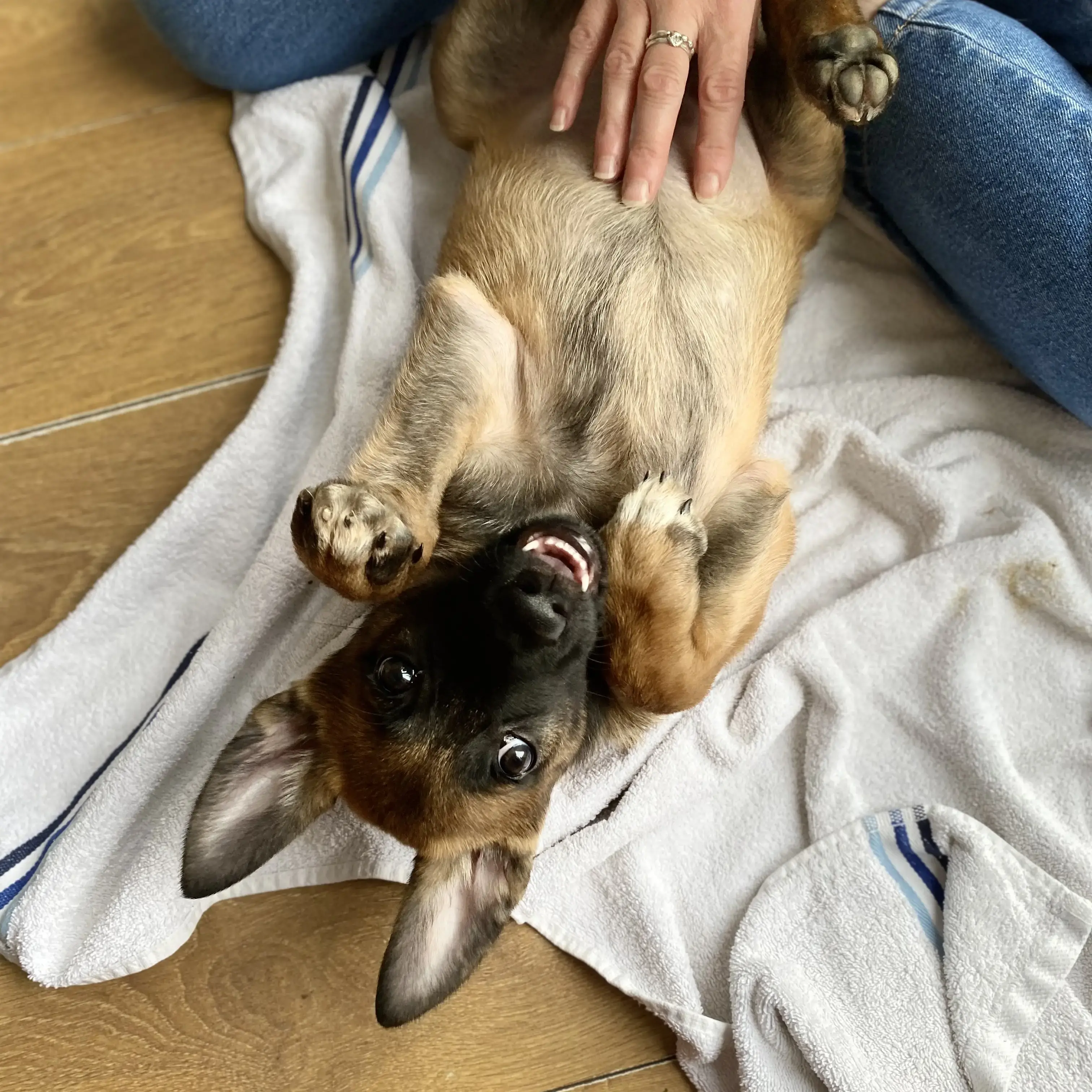 Belgian Shepherd Dog Malinois