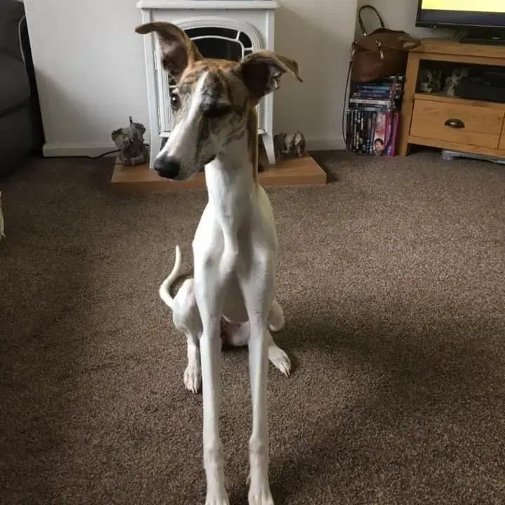 Whippet