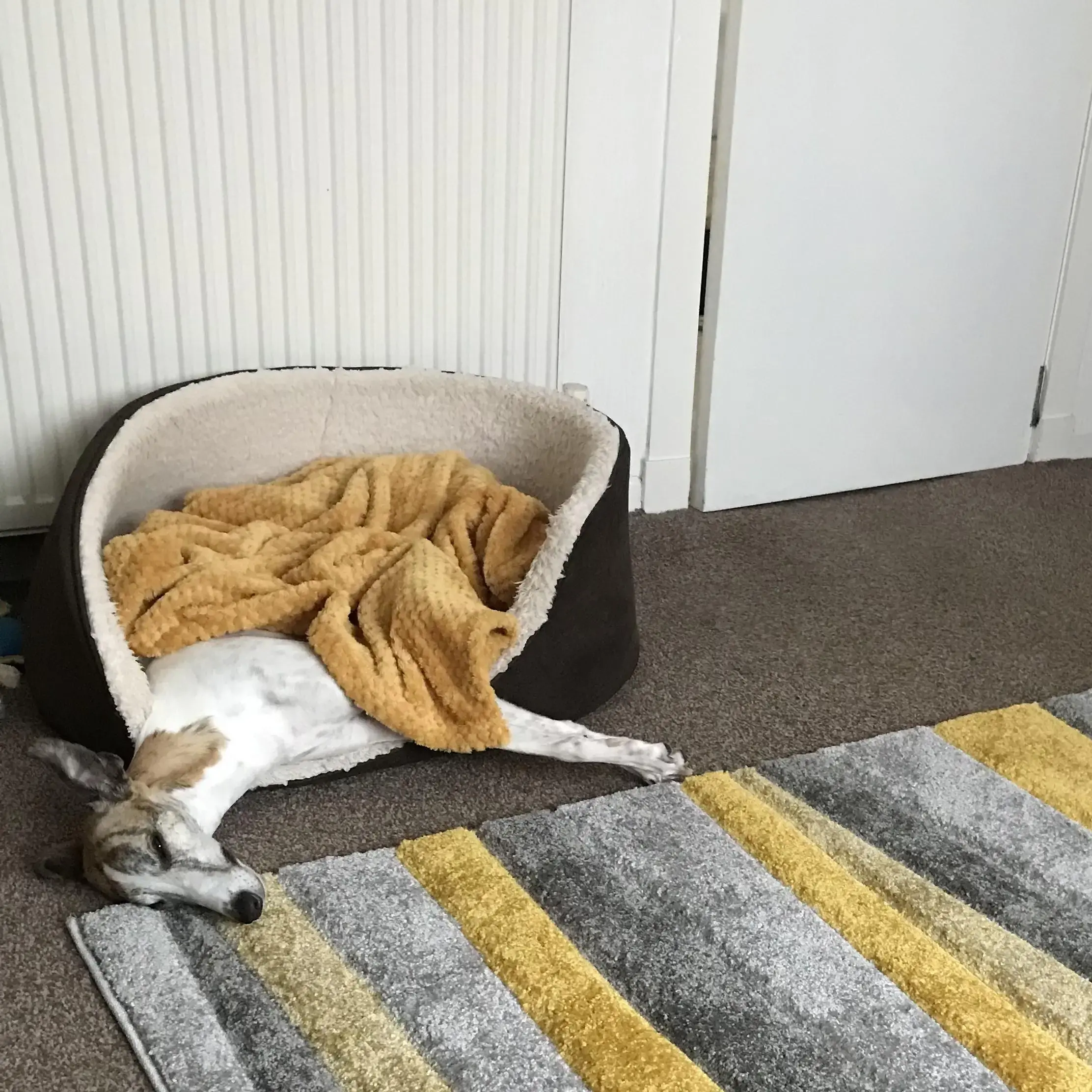 Whippet