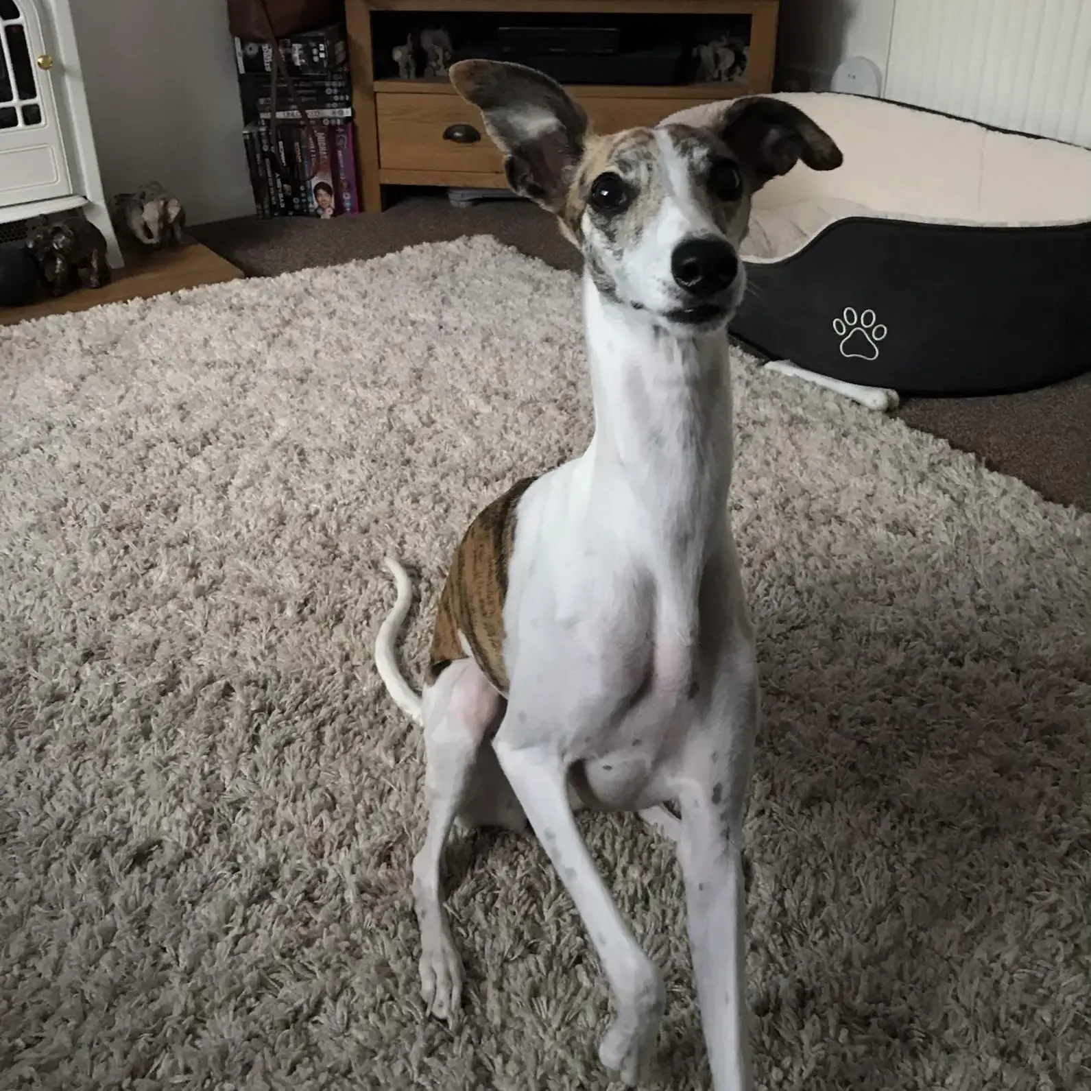 Whippet