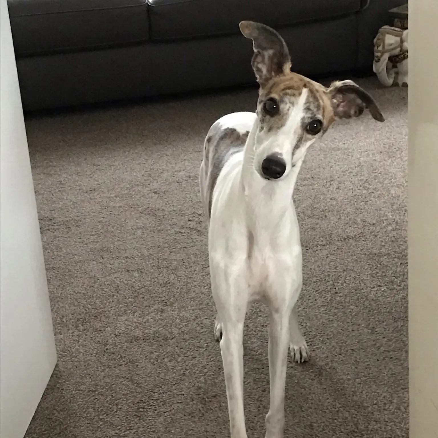 Whippet