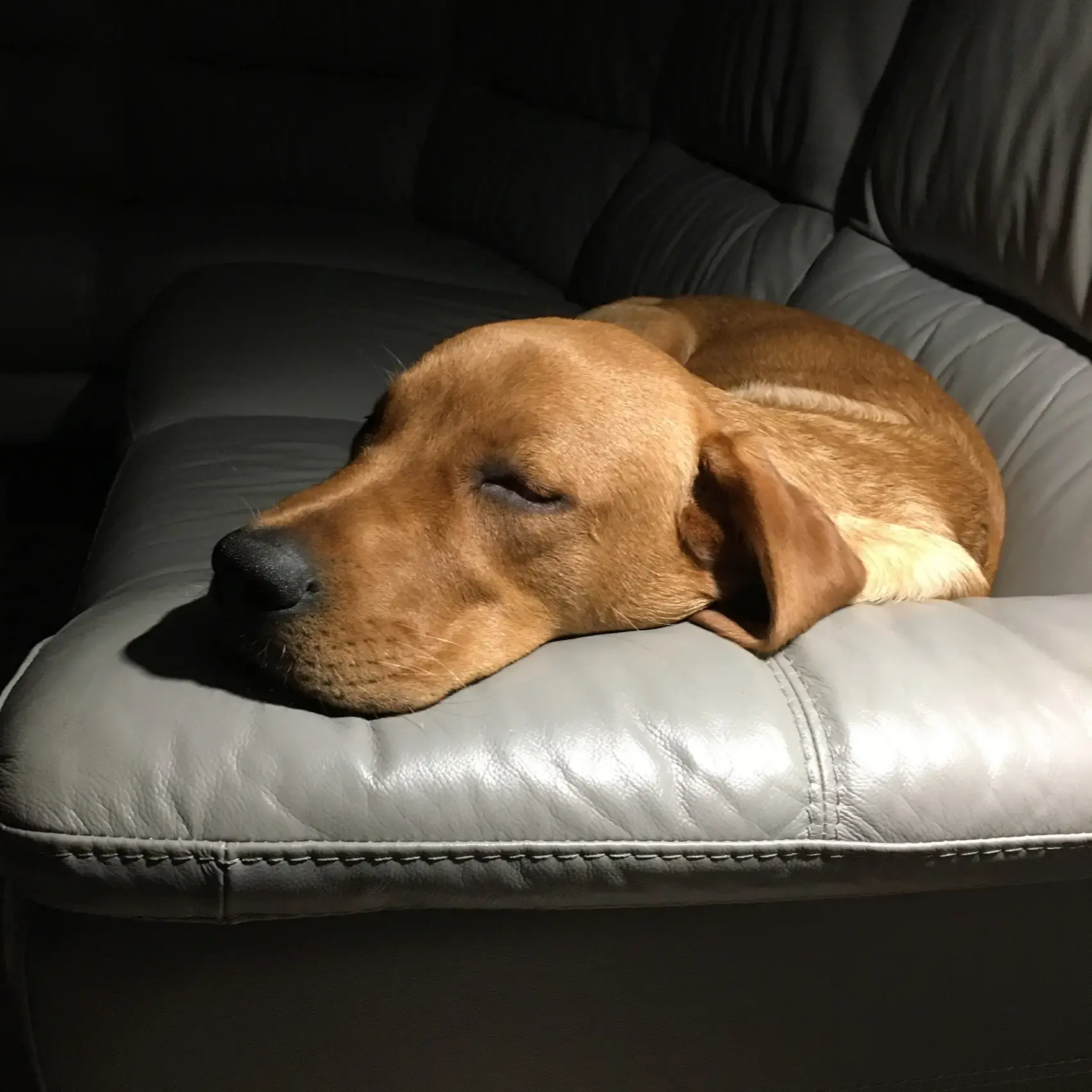 Labrador Retriever