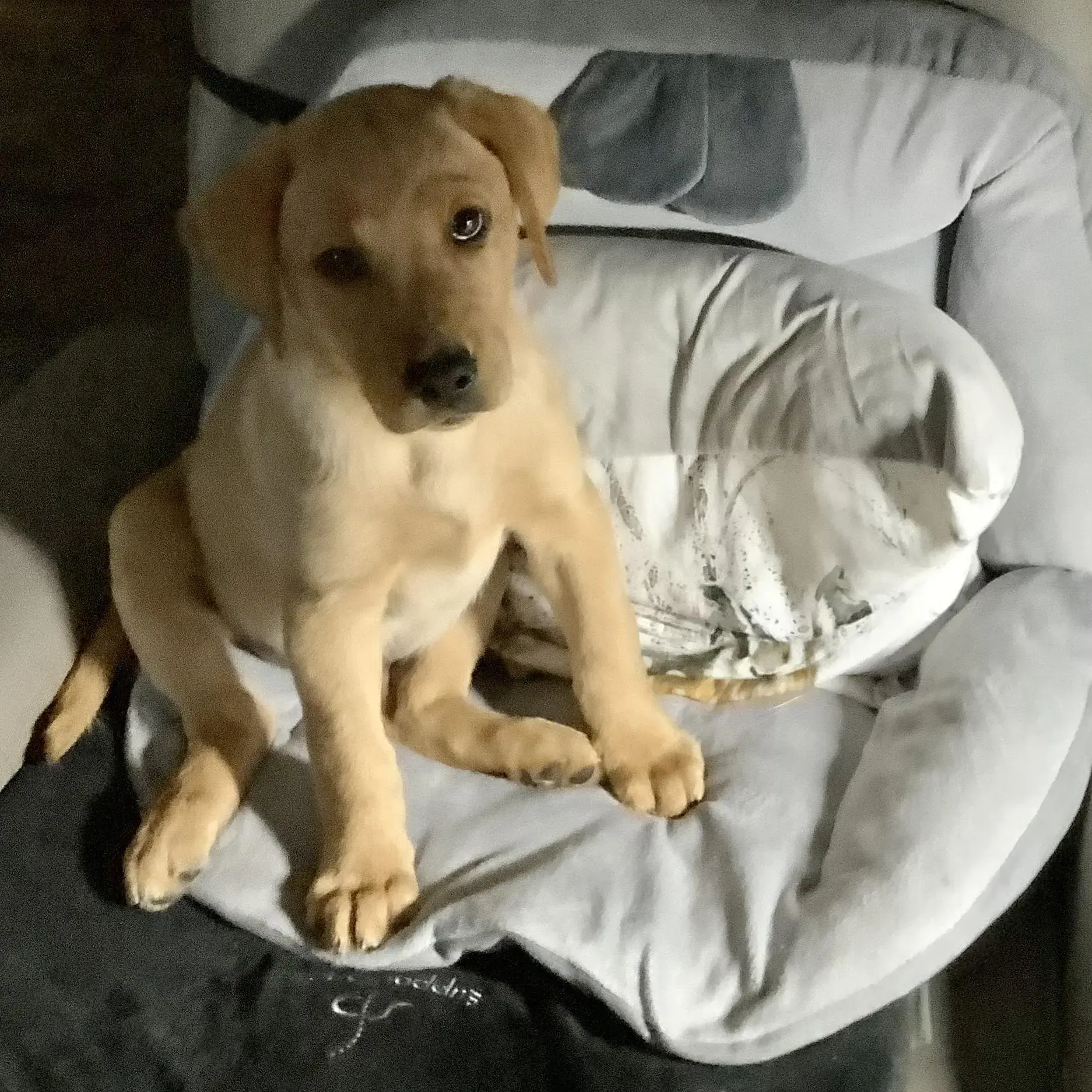 Labrador Retriever