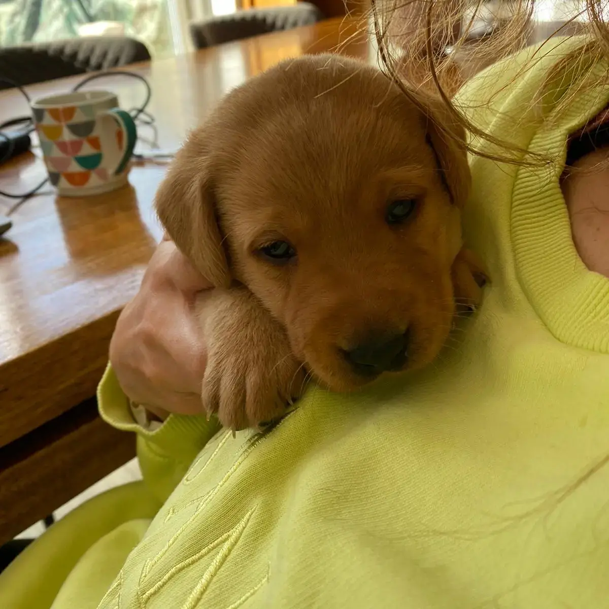 Labrador Retriever