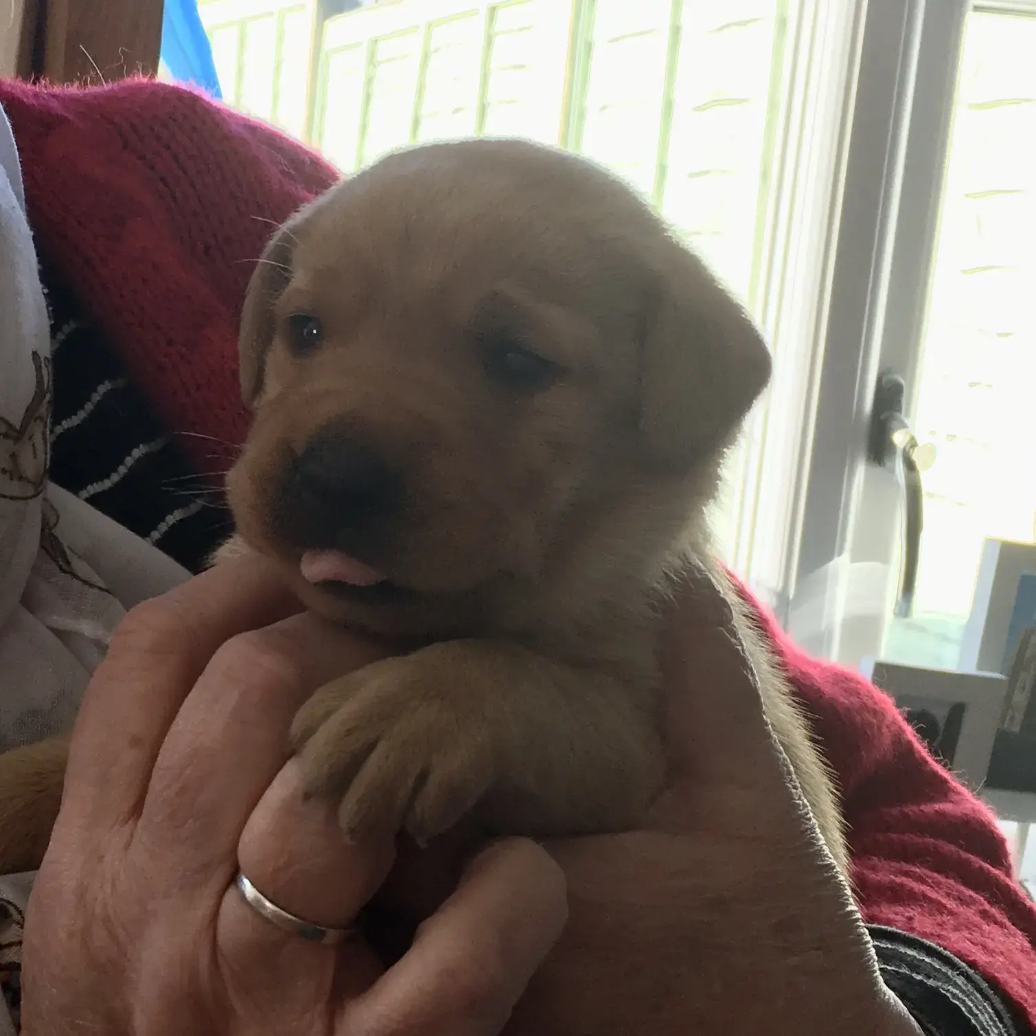Labrador Retriever