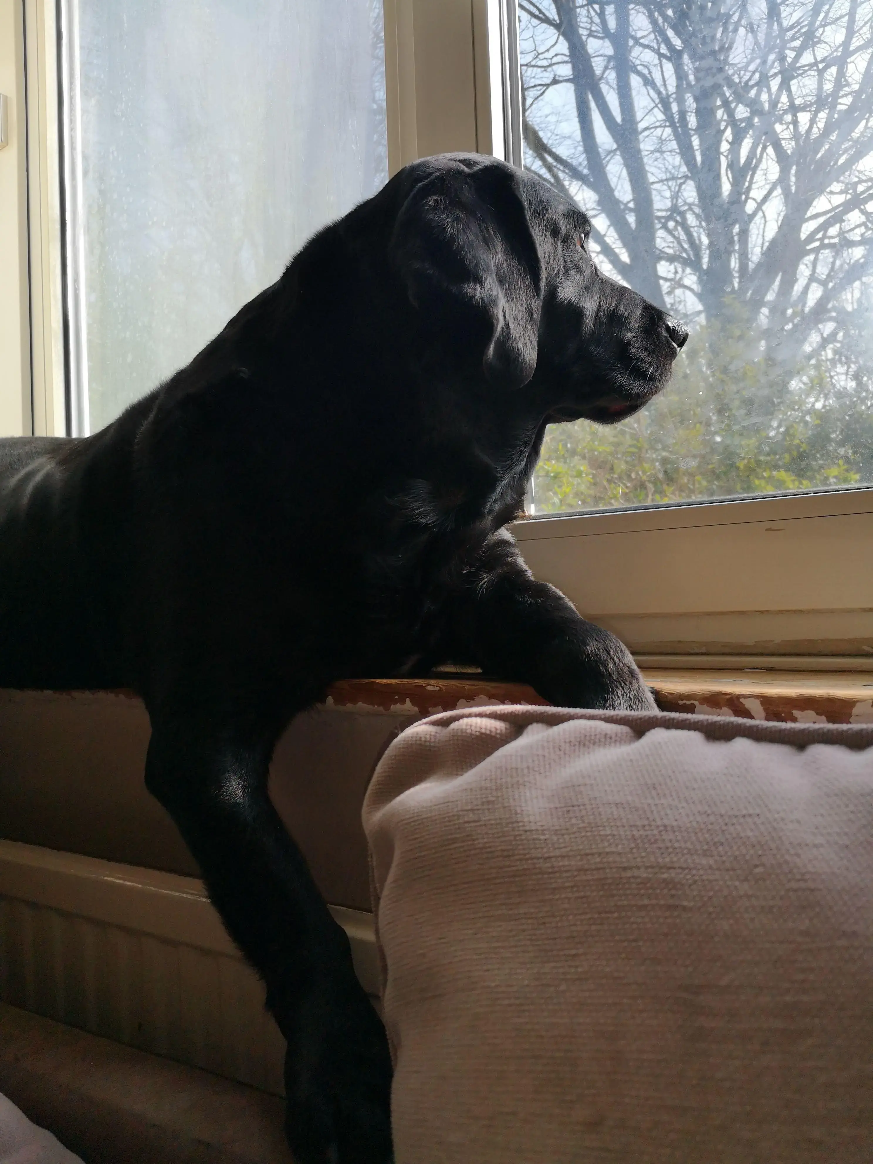 Labrador Retriever