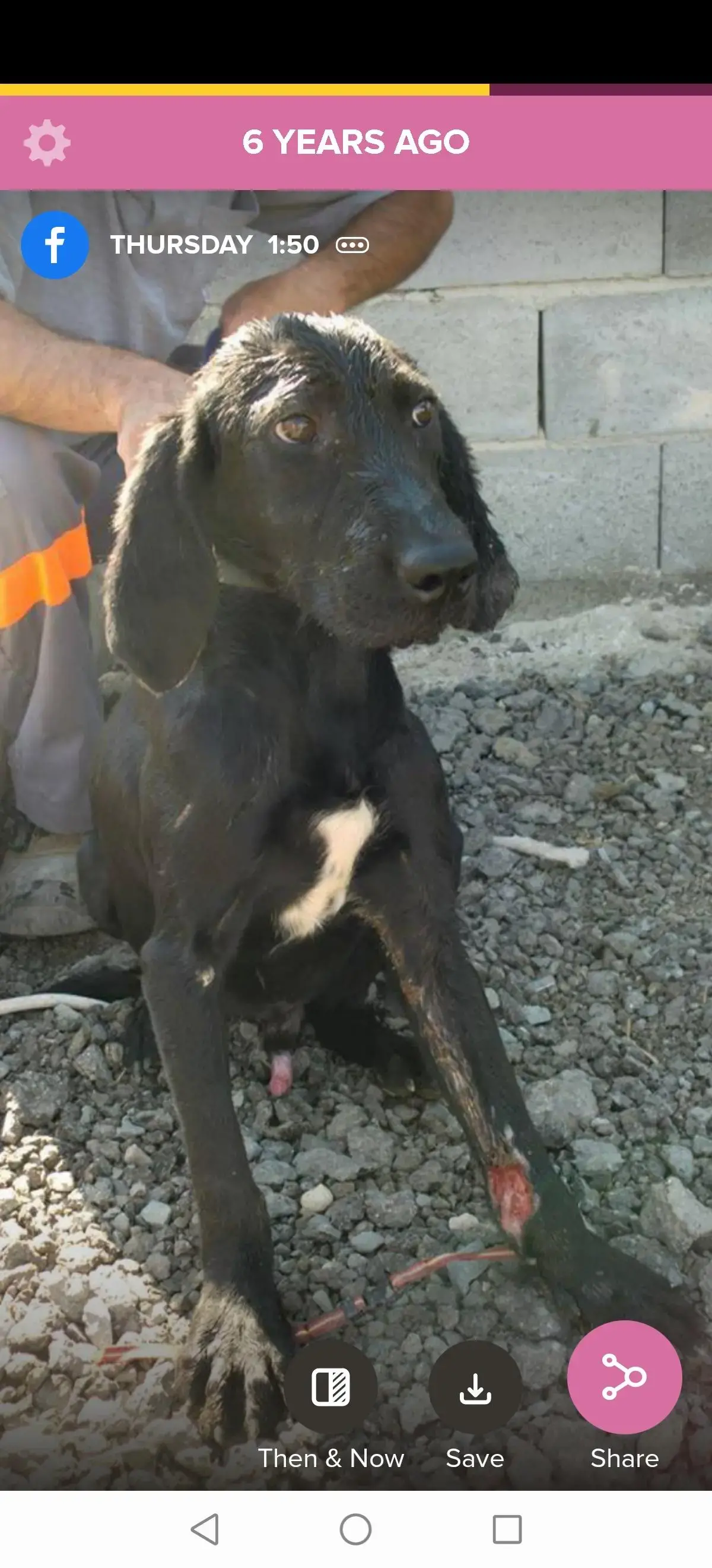 Labrador Retriever