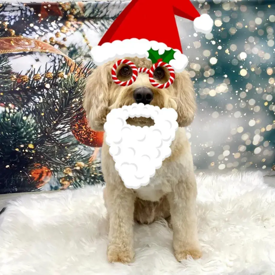 Cavachon