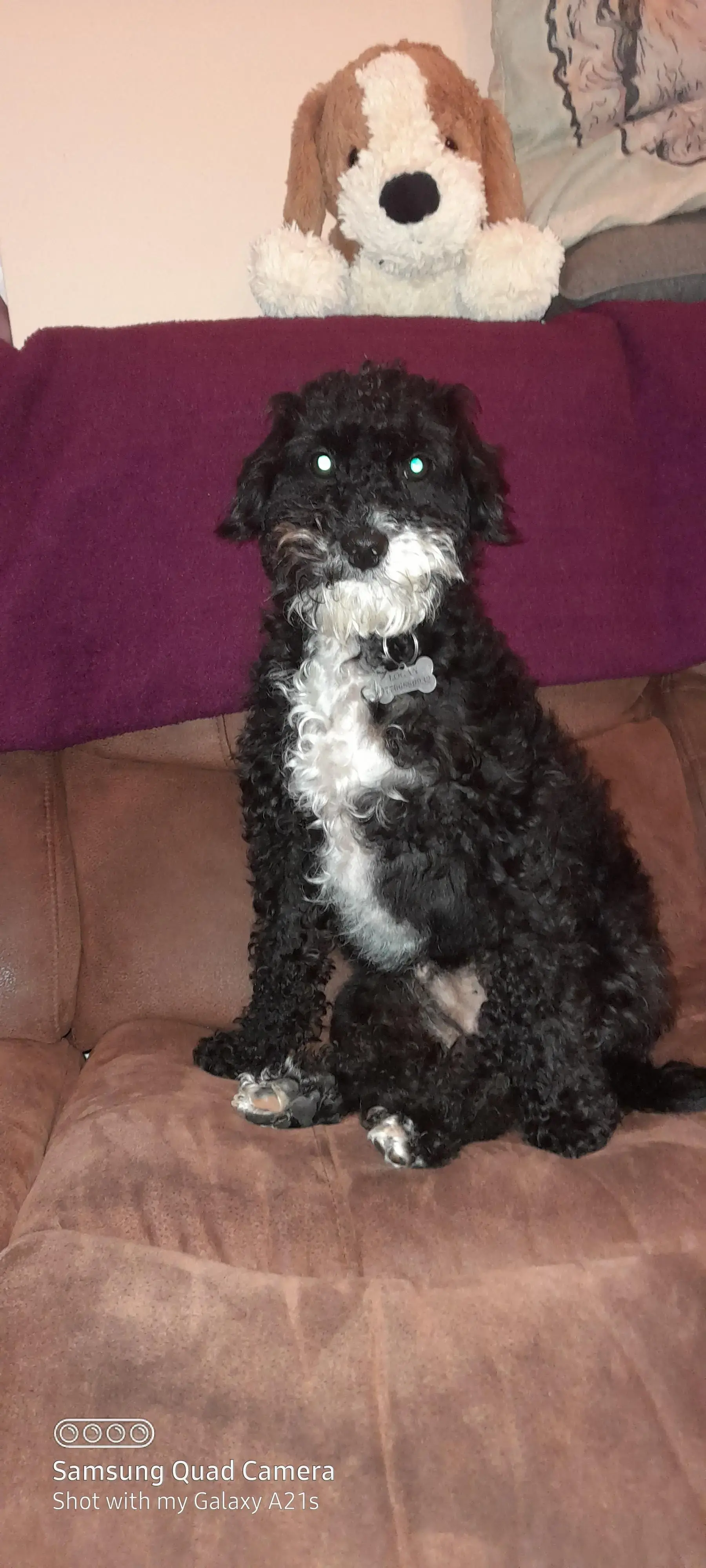 Jack Russell Terrier