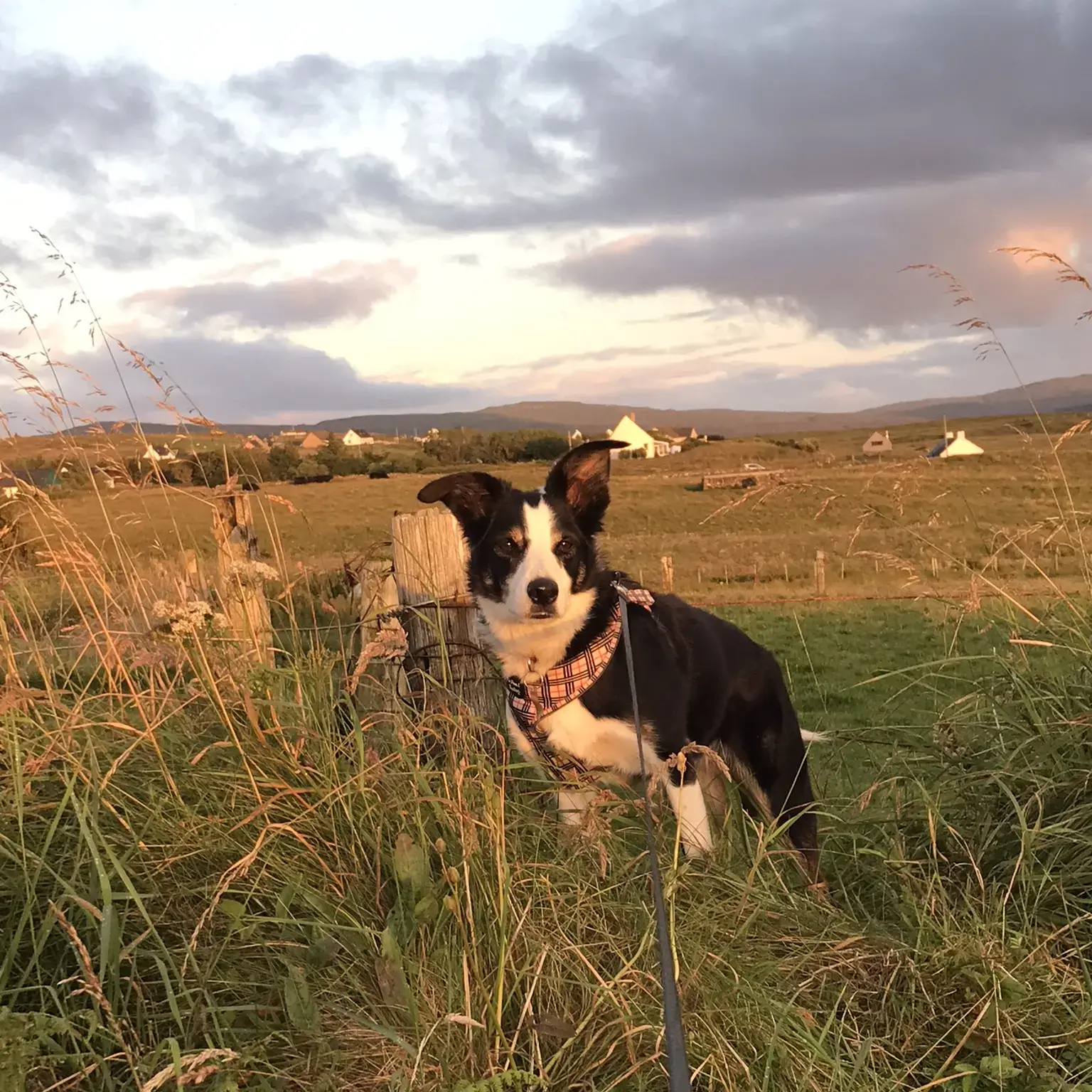 Border Collie