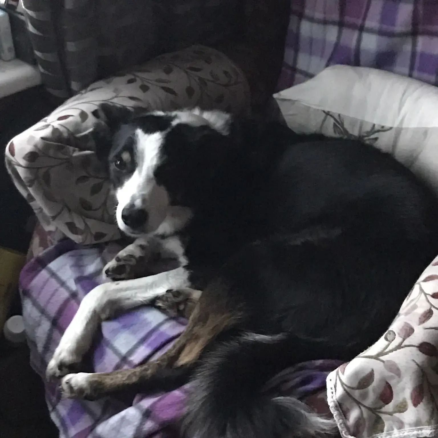 Border Collie