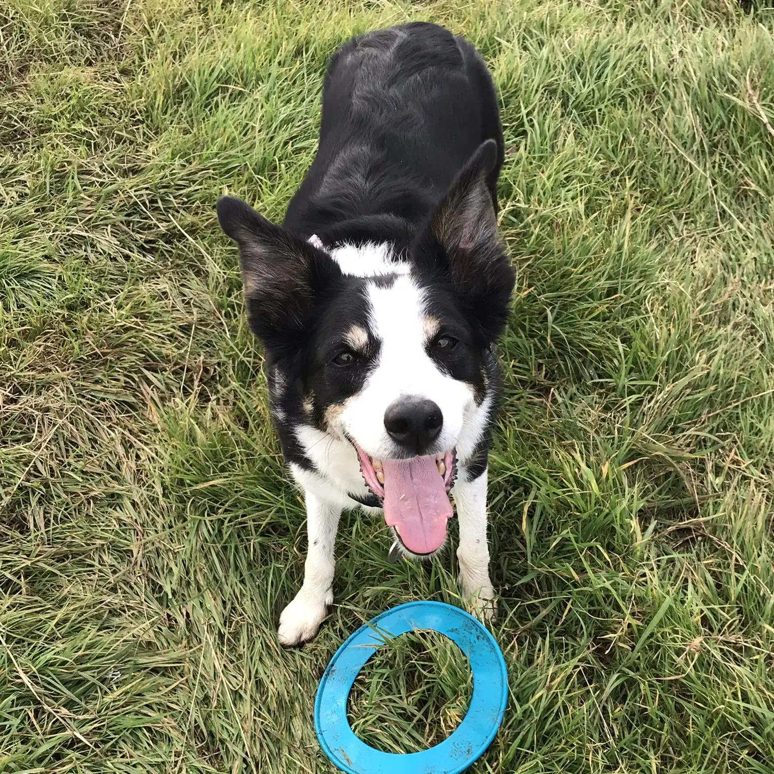 Border Collie