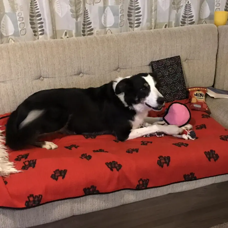 Border Collie