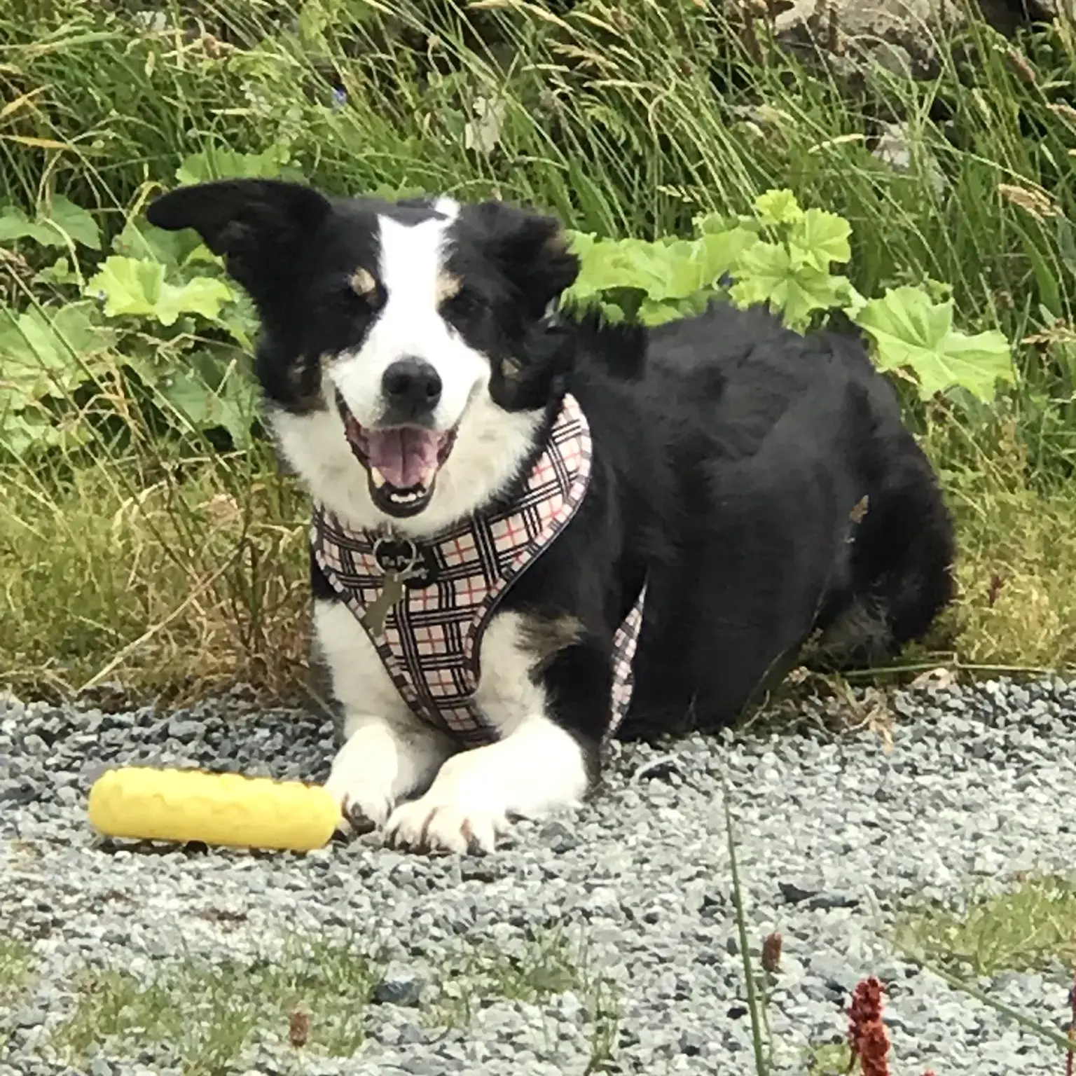 Border Collie