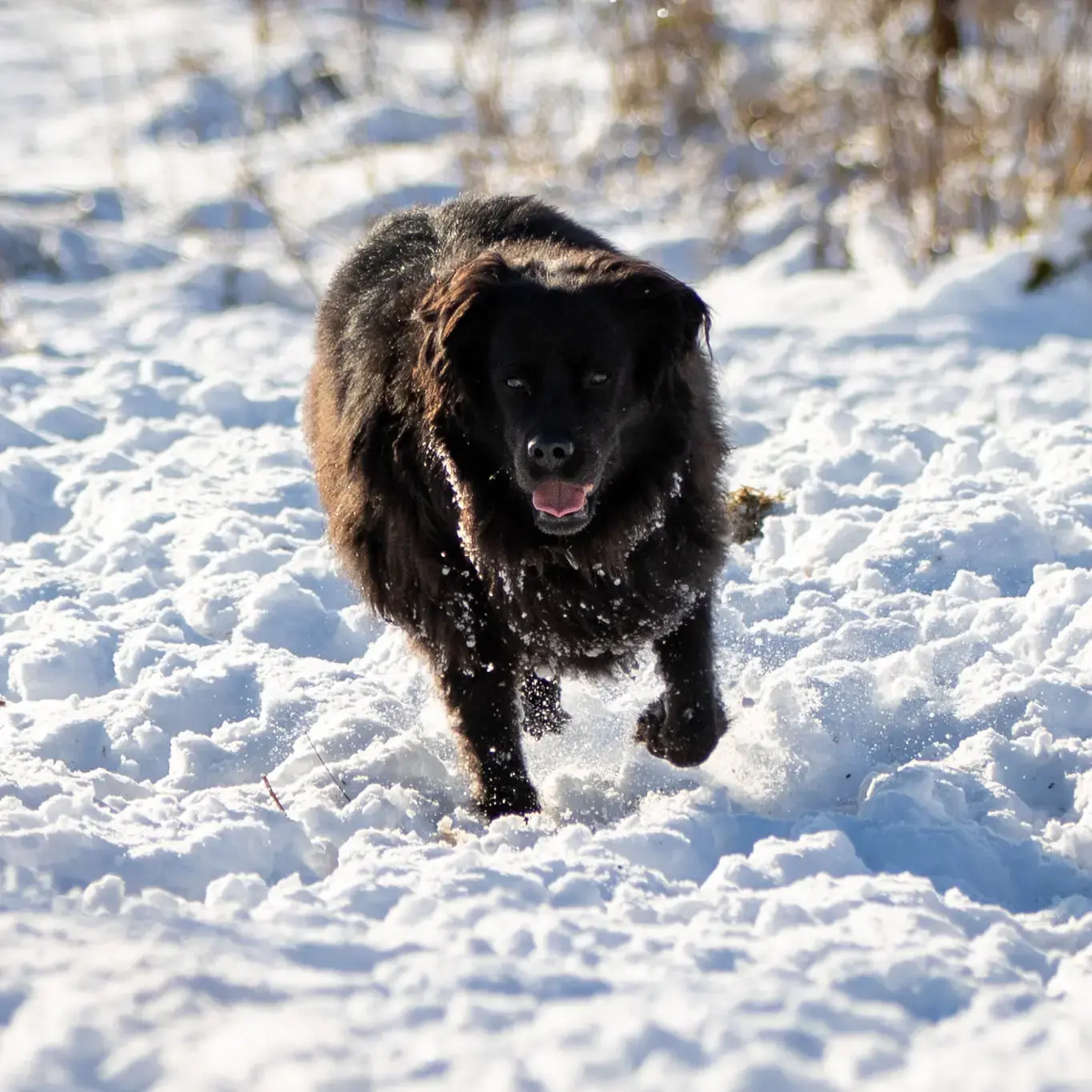 Border Collie
