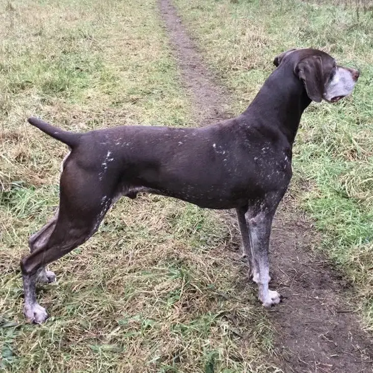 German Short-Haired Pointer