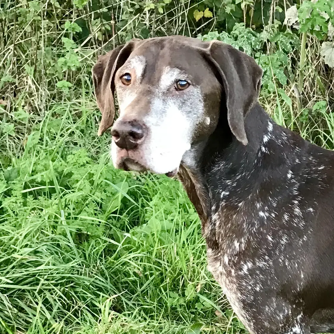 German Short-Haired Pointer