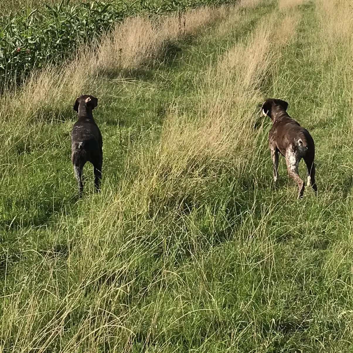 German Short-Haired Pointer