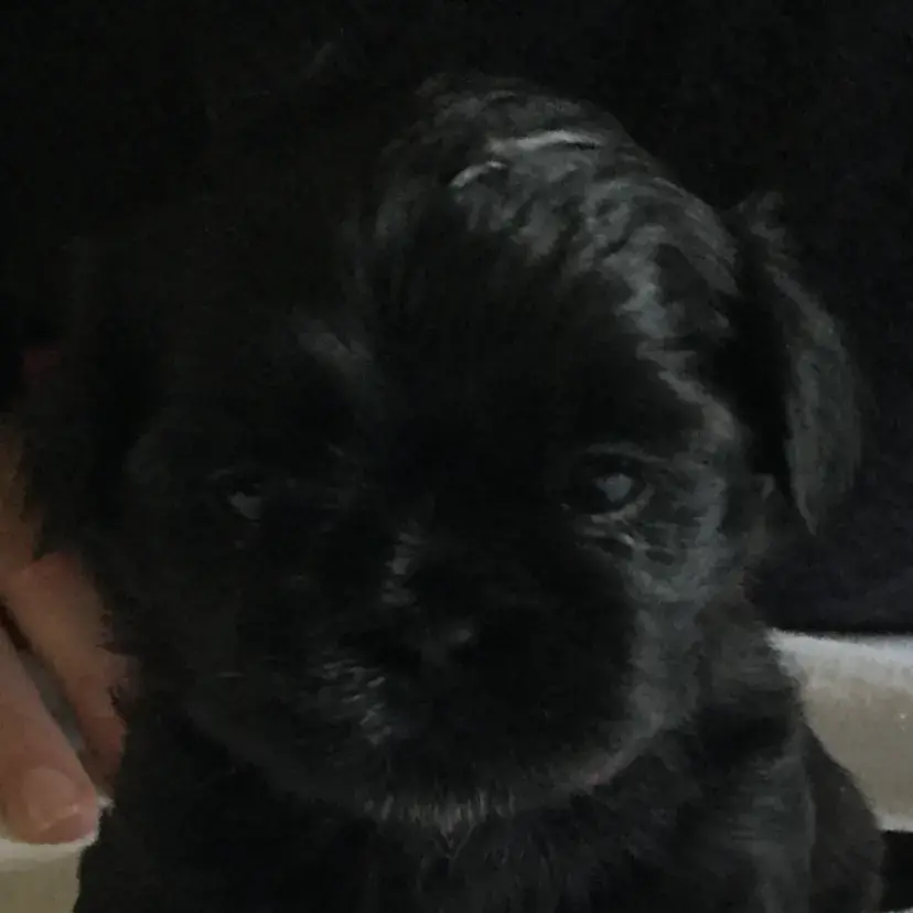 Shih Tzu
