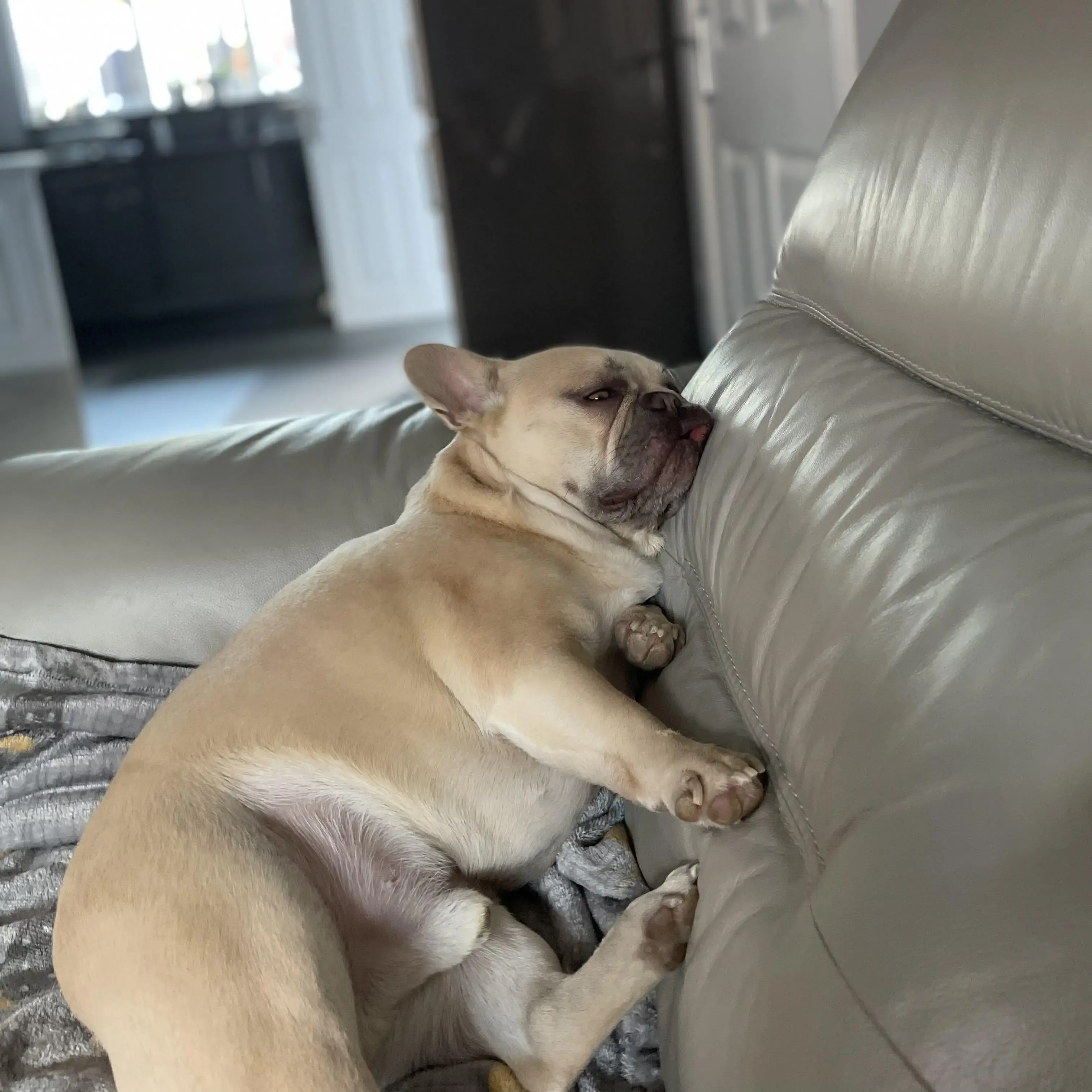 French Bulldog