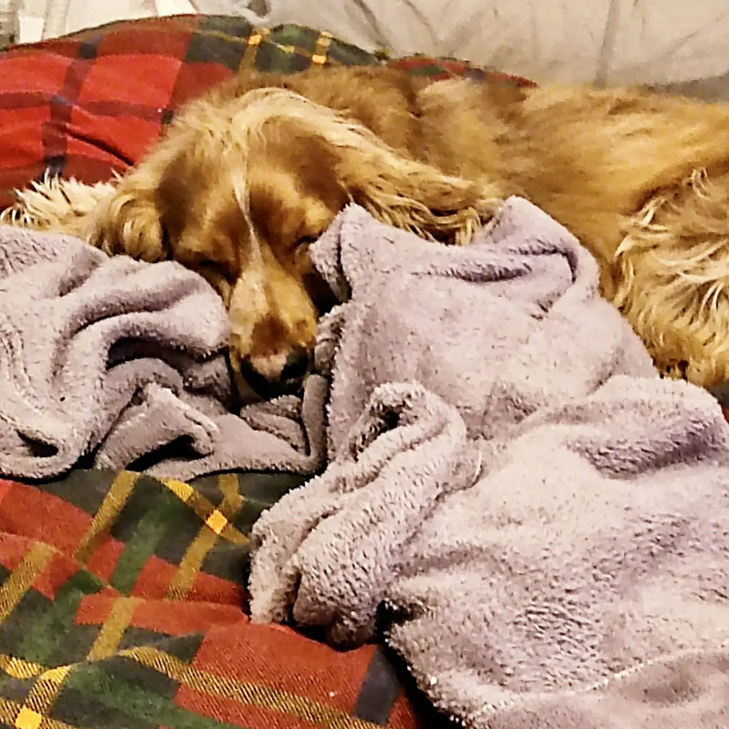 Cocker Spaniel (English)