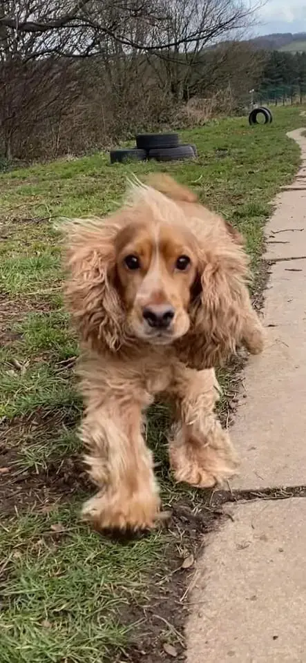 Cocker Spaniel (English)
